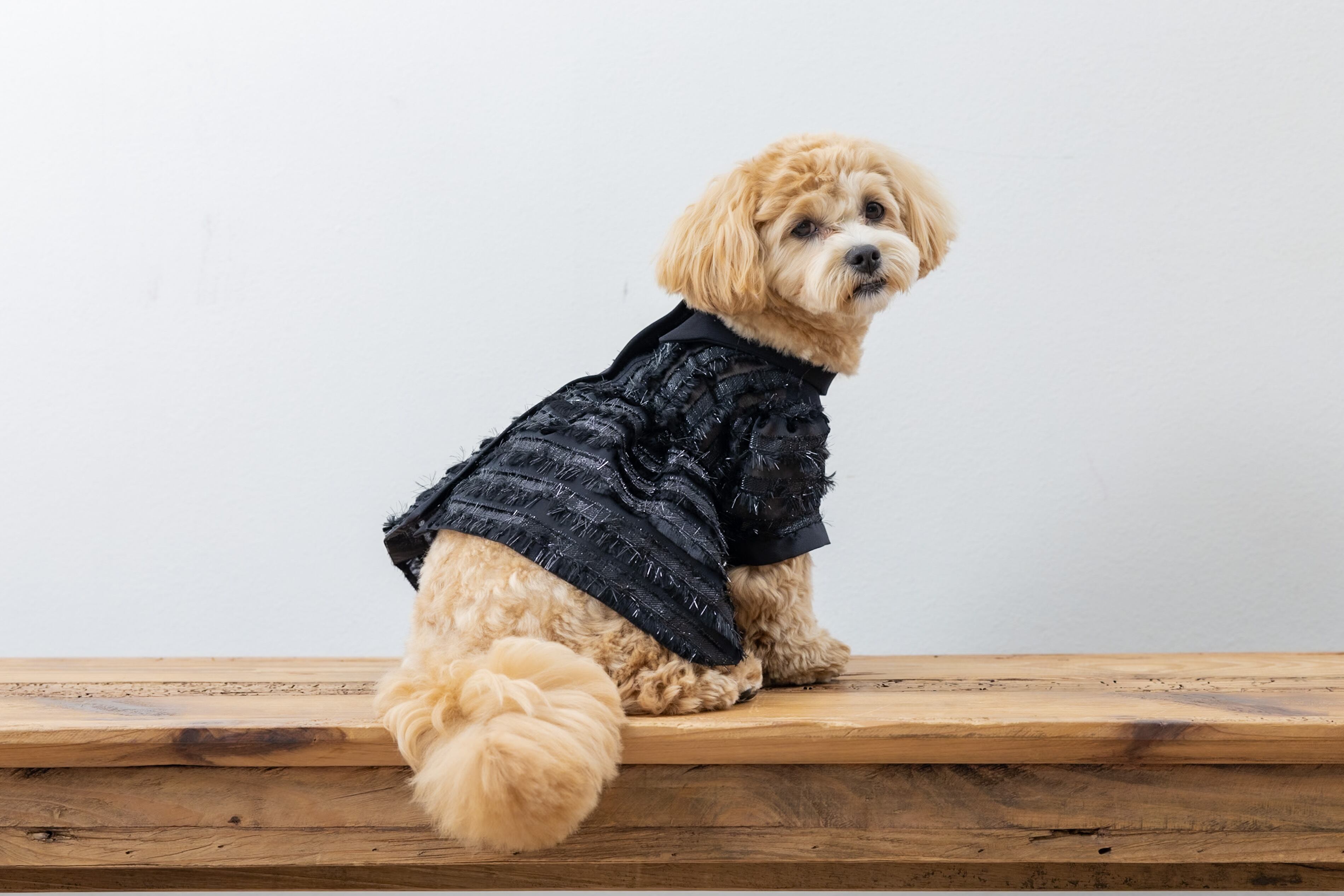 小型犬用列席衣装    -レンタル-