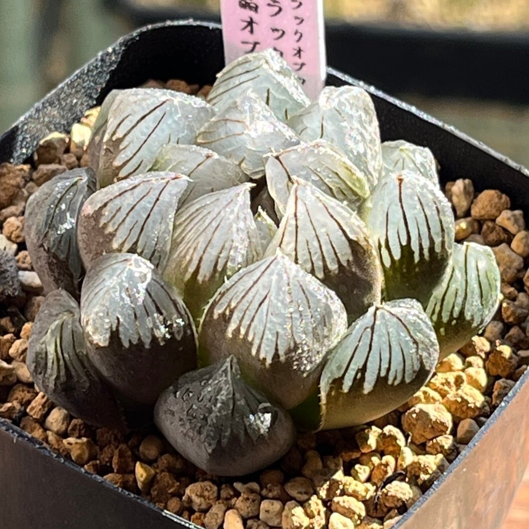 ハオルチア 月光女神(微発根）⑦ | mocono_plants