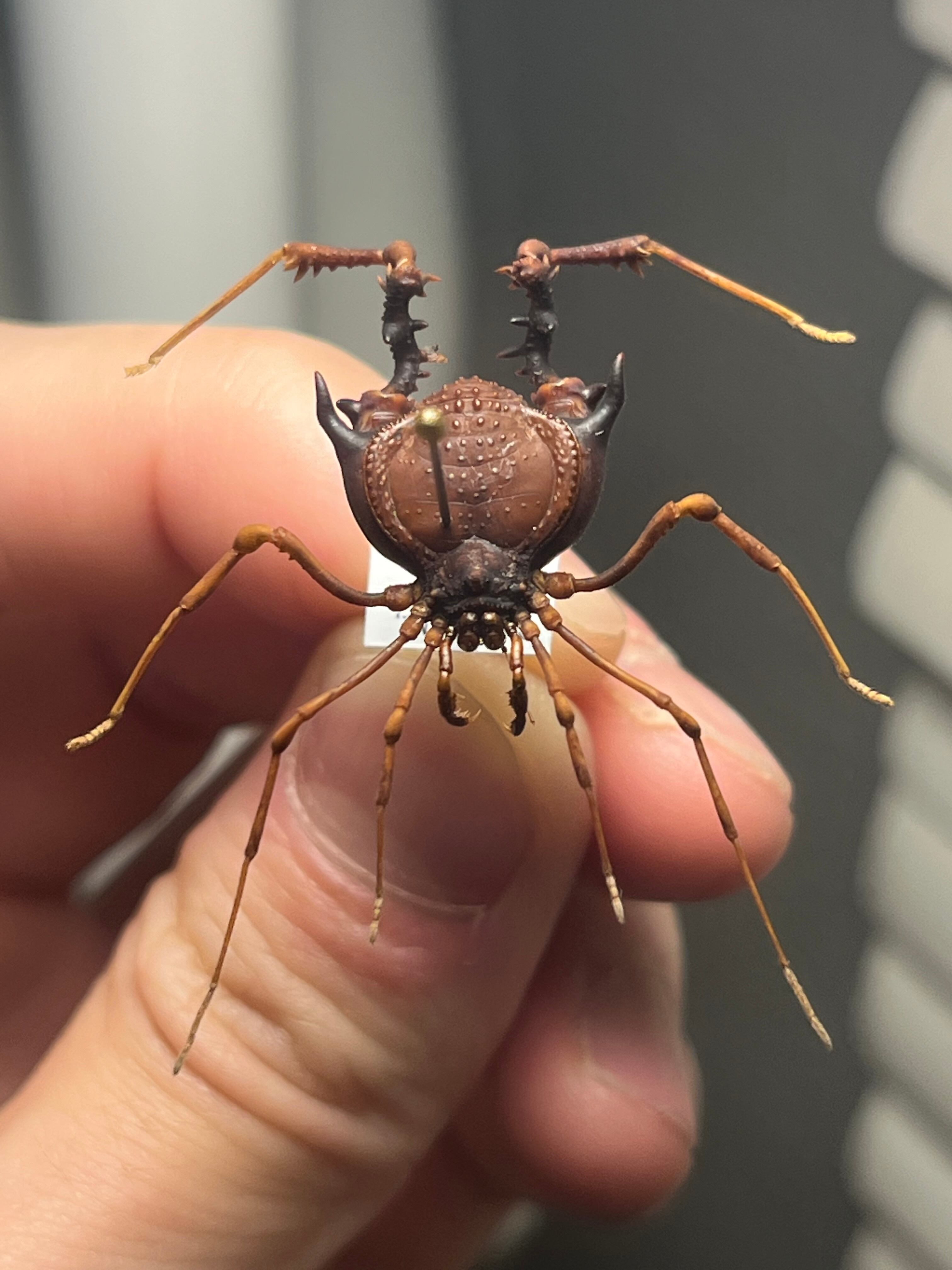 昆虫標本　チリザトウムシ 標本】ネッタイアカザトウムシ スネブトザトウムシ ネッタイザトウムシ
