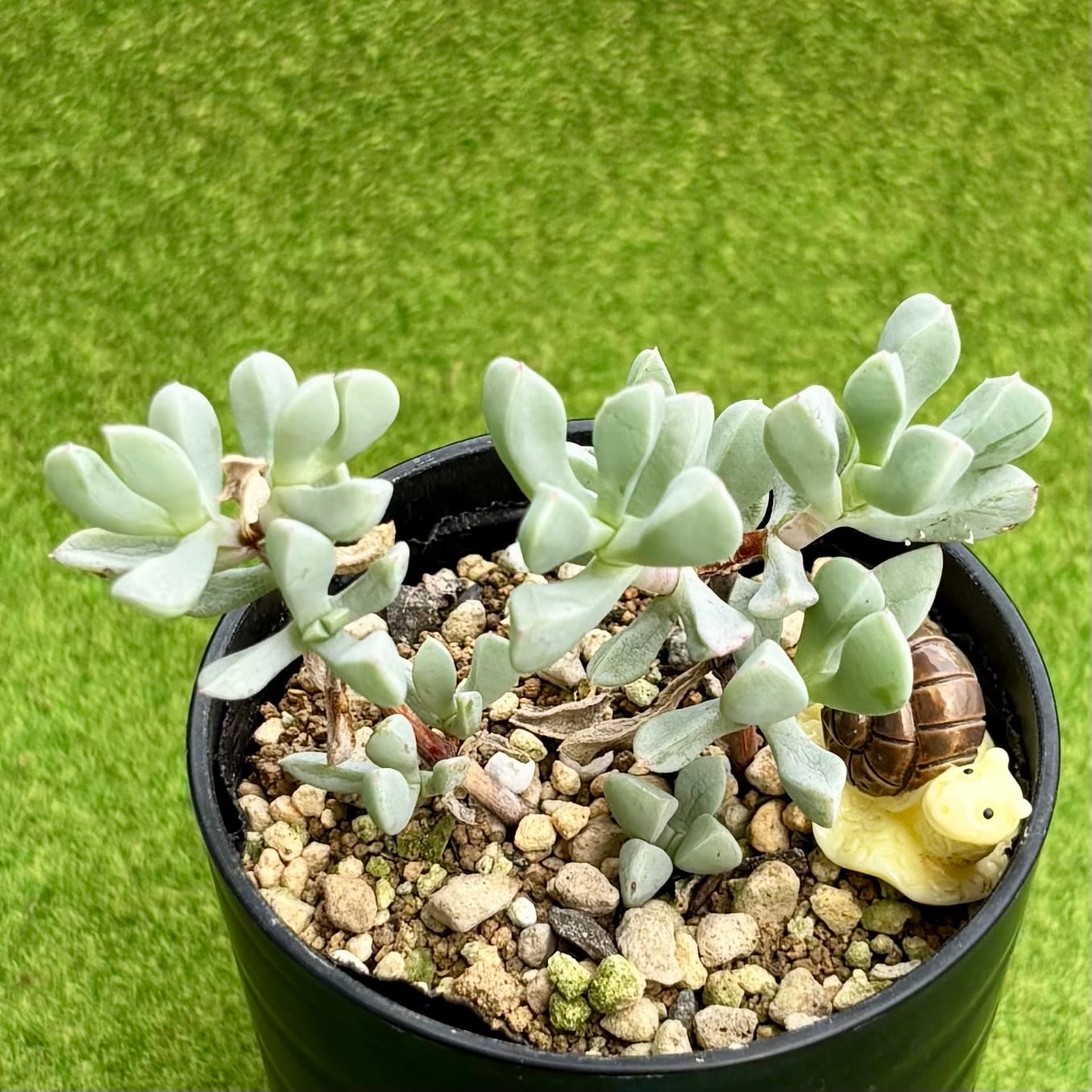 多肉植物 豆彦商店
