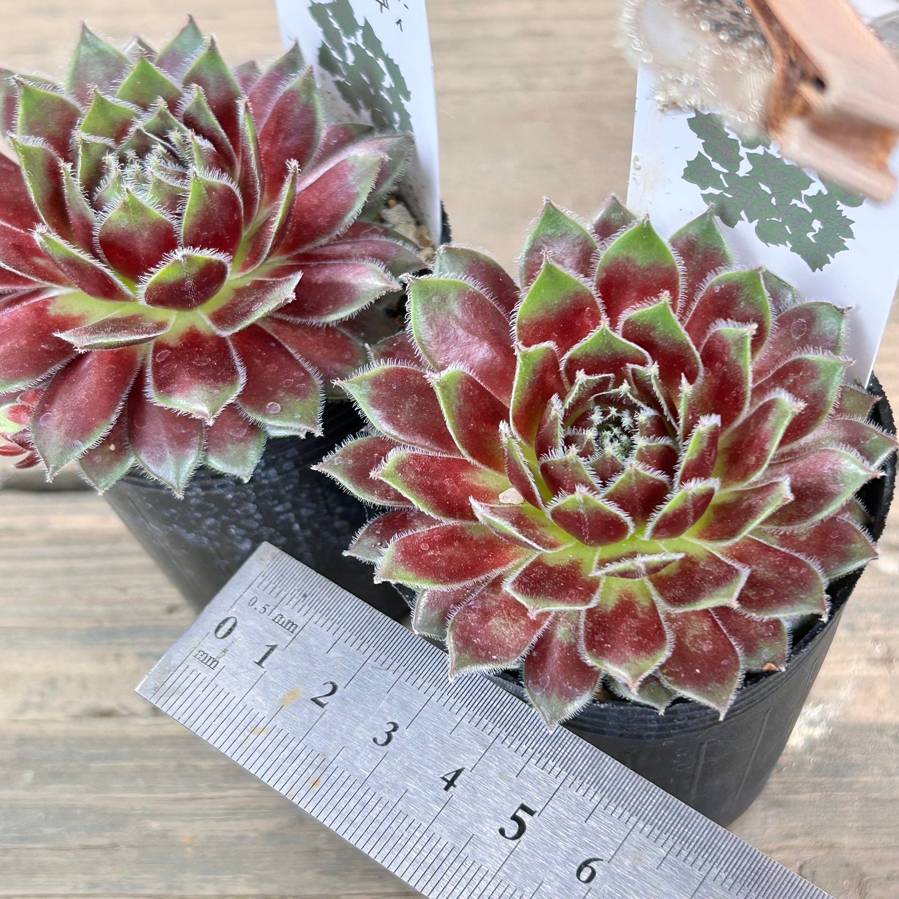 センペルビウム リパリ 山野草の石田精華園 / 多肉植物 センペル