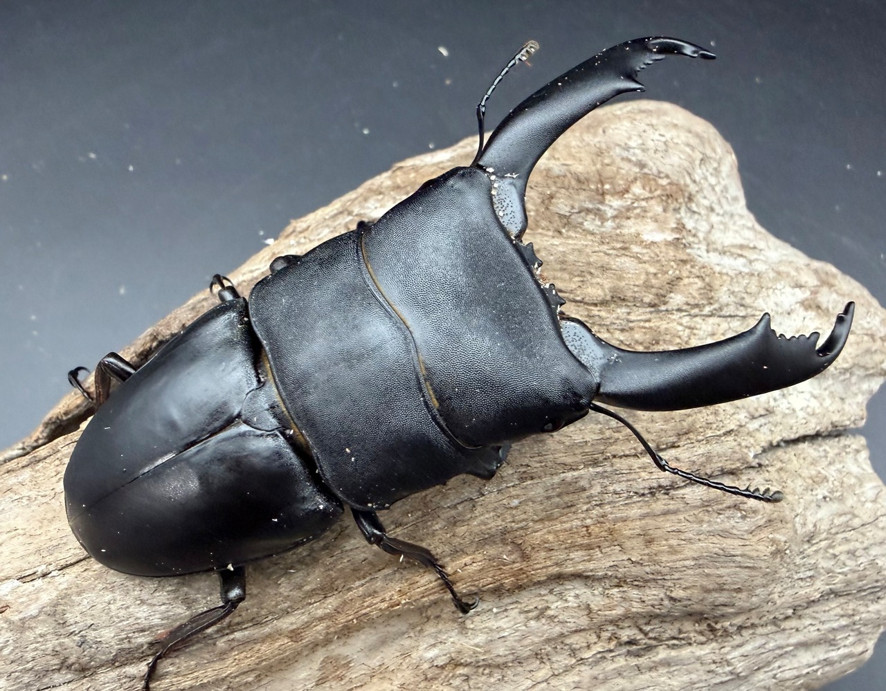 【WD】《西ペレンヒラタ（スラウェシオオヒラタ） 93mm ペア》