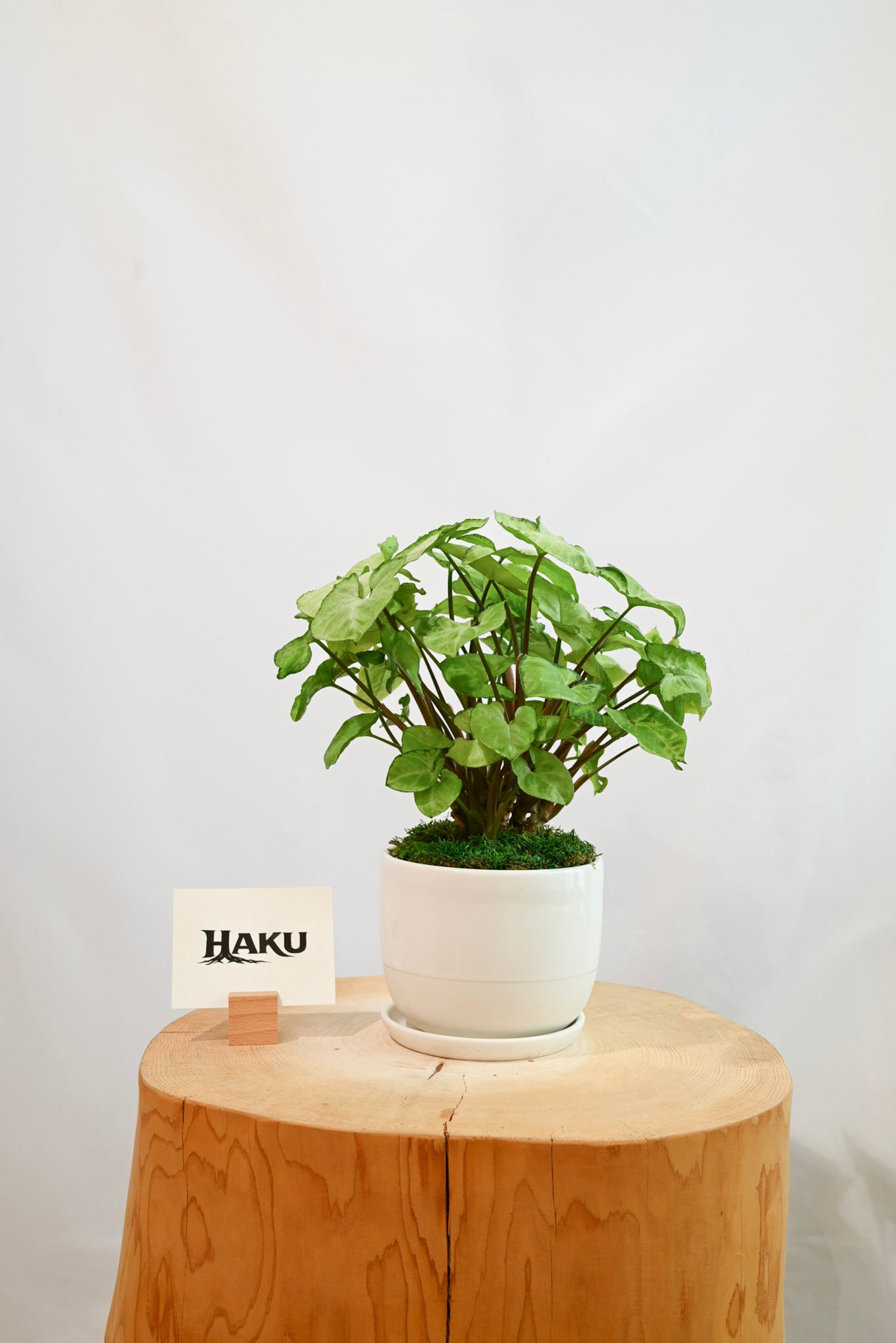 シンゴニウム