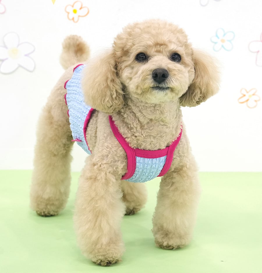 【予約商品5％OFF】triple flower bubble crop t-shirt S ~ XL 2color  /  犬服 春夏 新作 可愛い 犬の服 Tシャツ ショート丈 トップス crop top お揃い ドッグウェア 涼しい ストレッチ シンプル