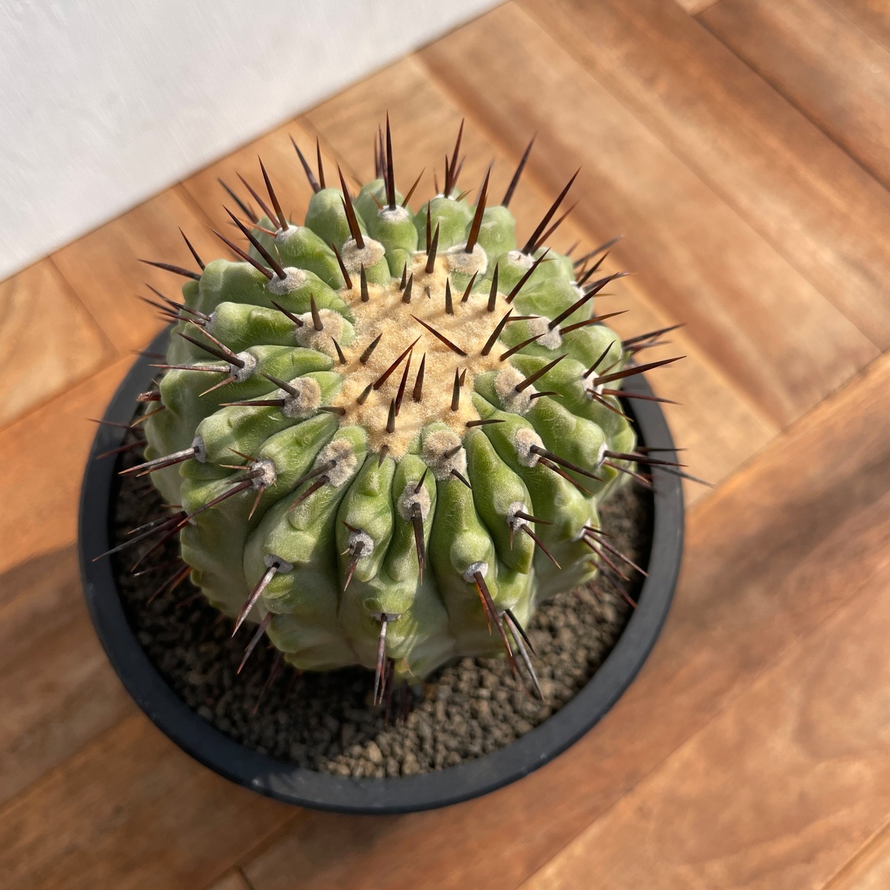 Copiapoa cinerea var. columna-alba【コピアポア・孤竜丸】