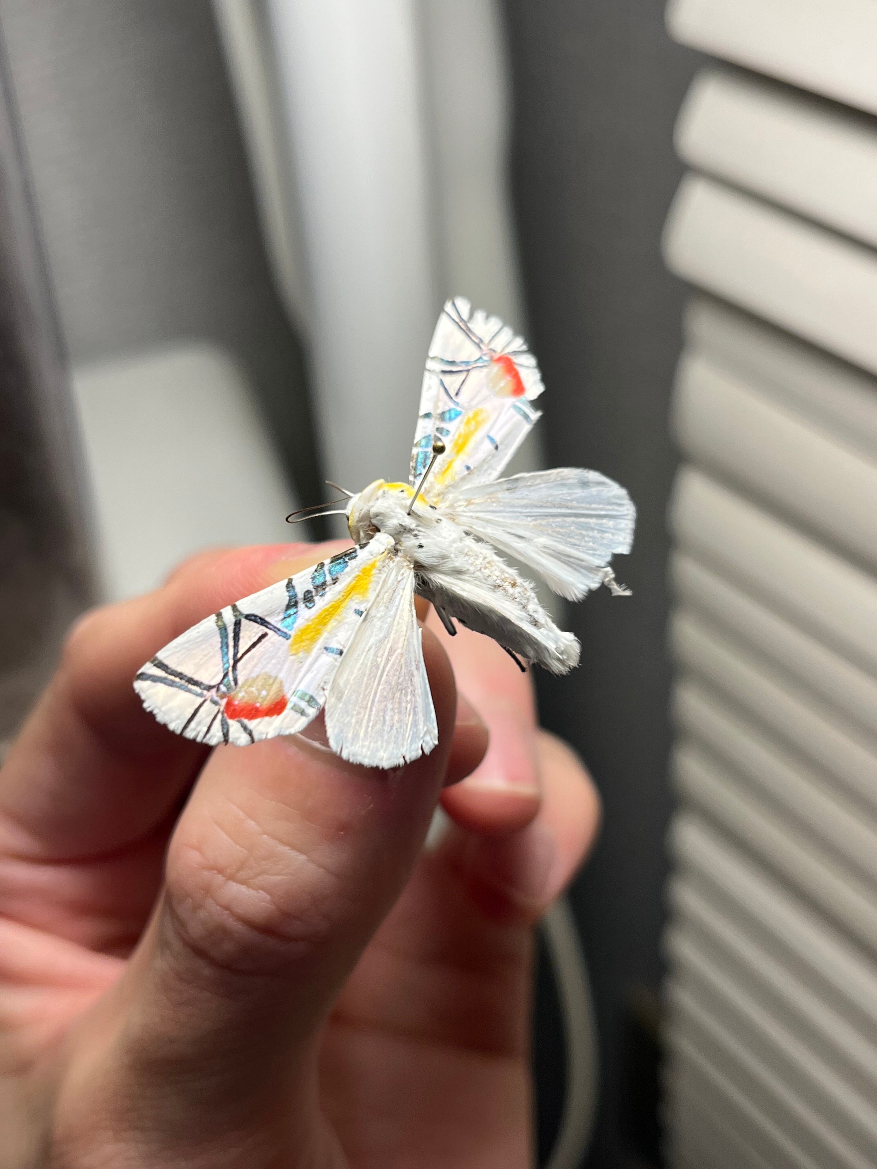 初展翅C品】ピカソモスタナバタユタカヤガ蛾ルナモスミズアオモルフォ