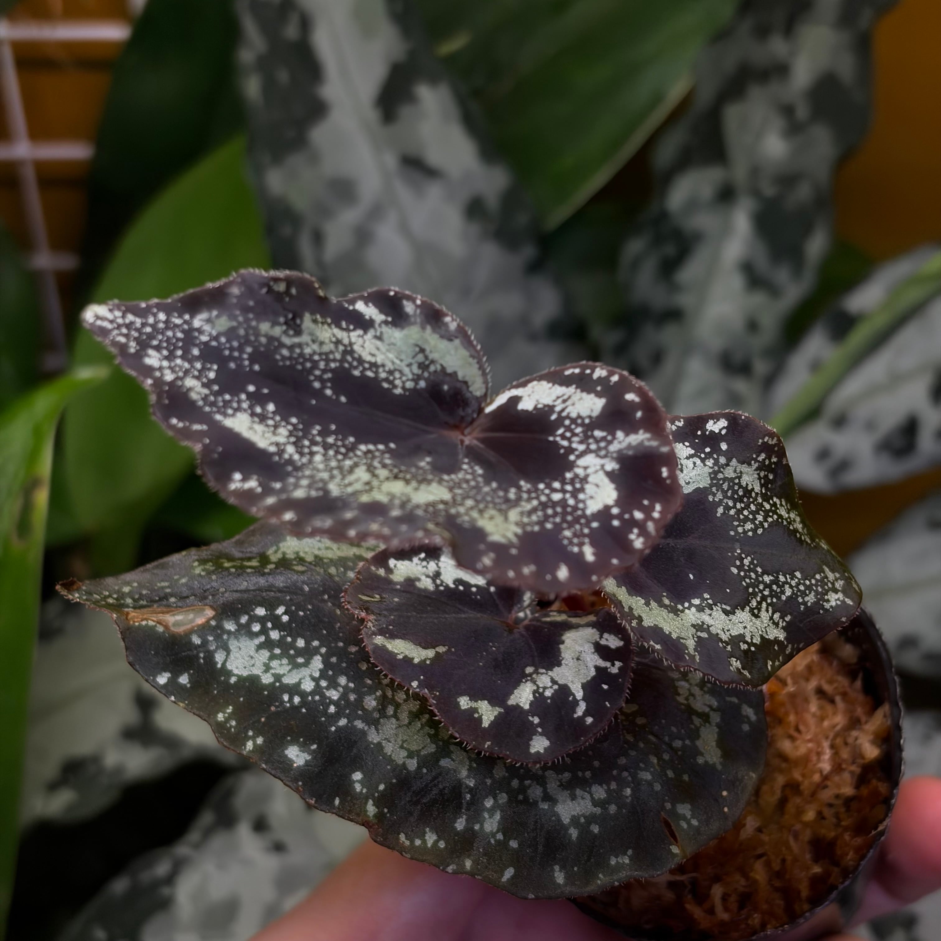 Begonia sp. Kapong Phang Nga【ZOE0425-5t】 銀河系 | 熱帯雨林植物
