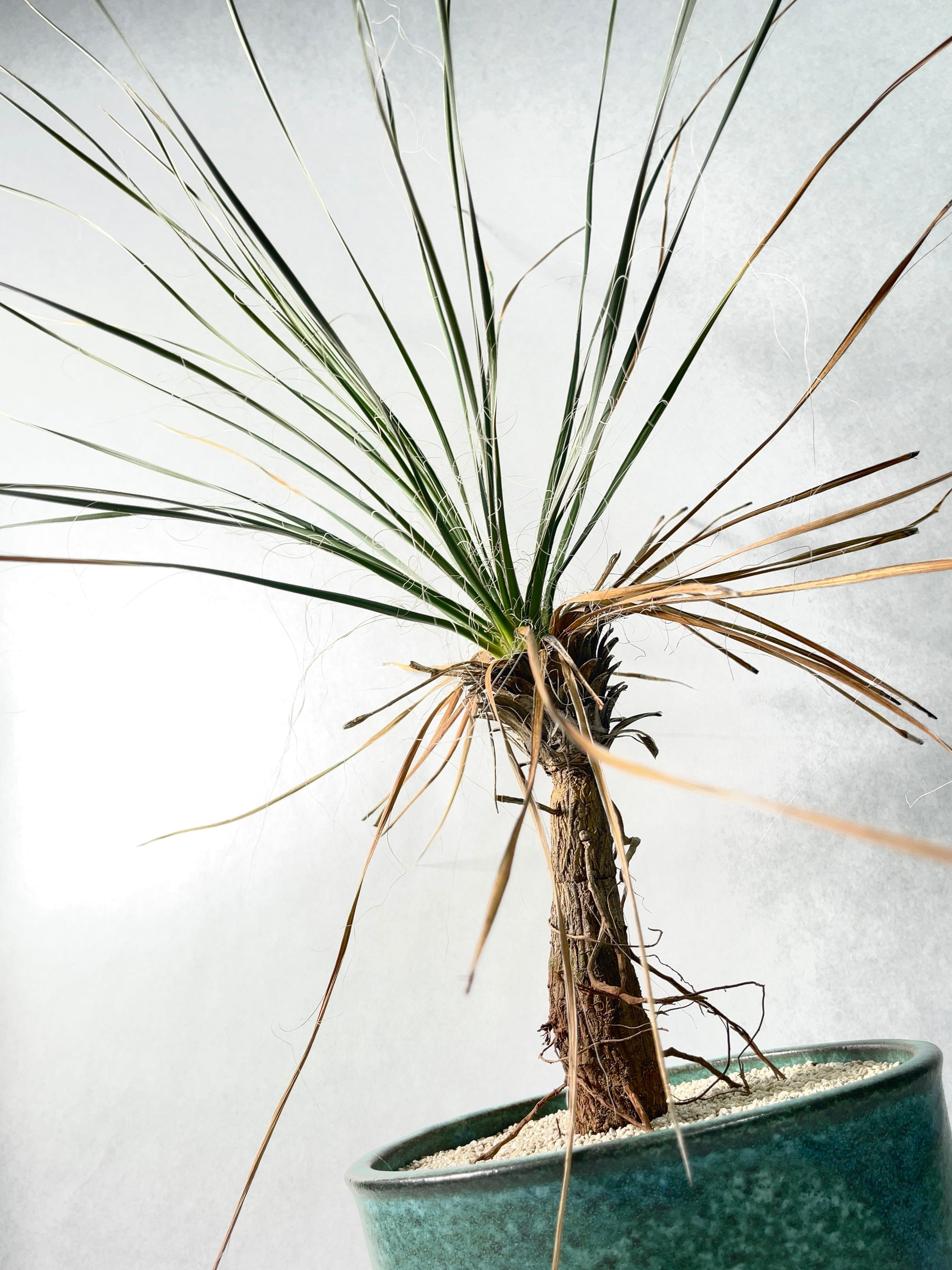 ユッカ・エラータ | trigger