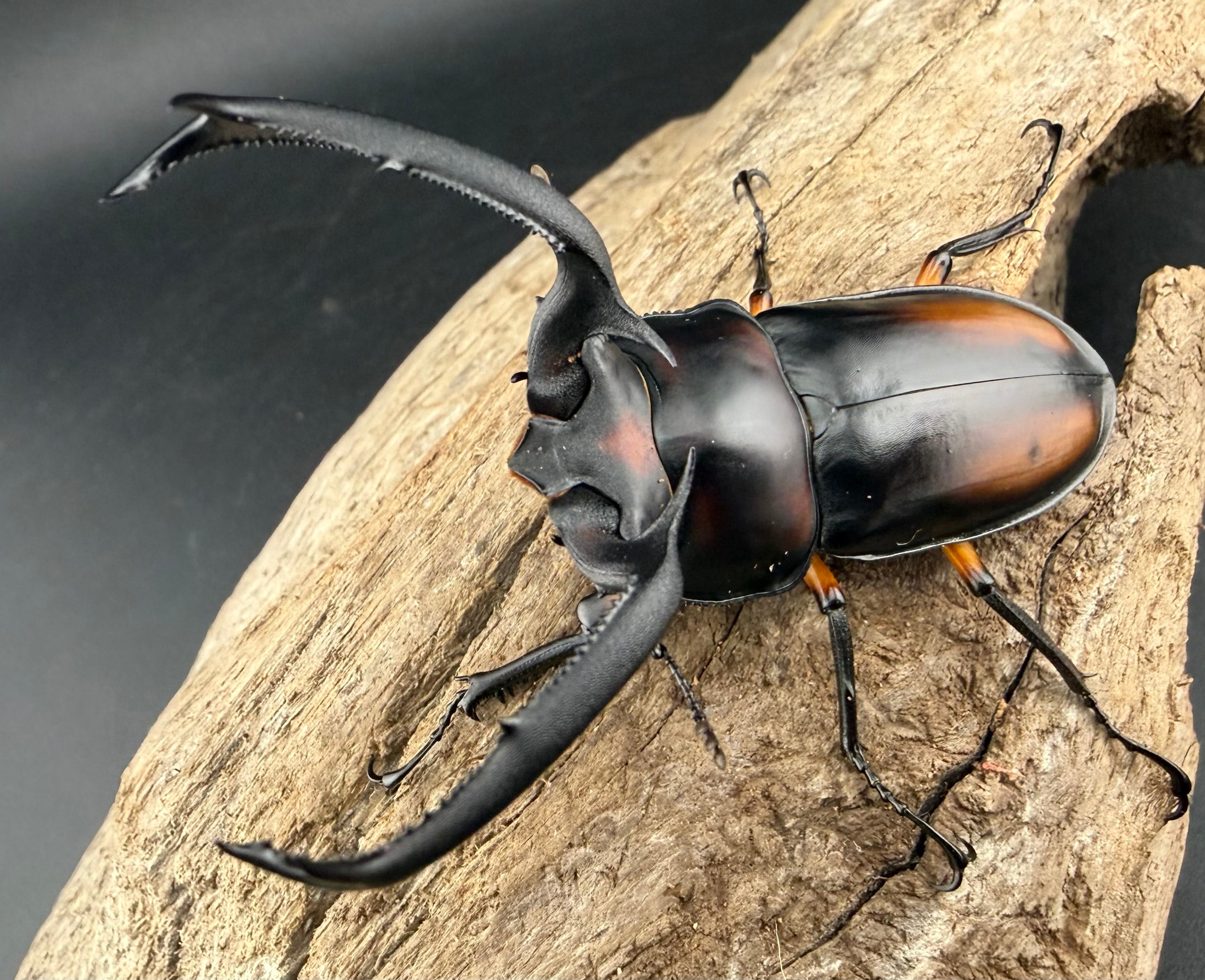 R.ディデエールシカクワガタ 野外品 雄73ミリ WF1】《ディディエールシカクワガタ 73.5mm ペア》Moro氏委託