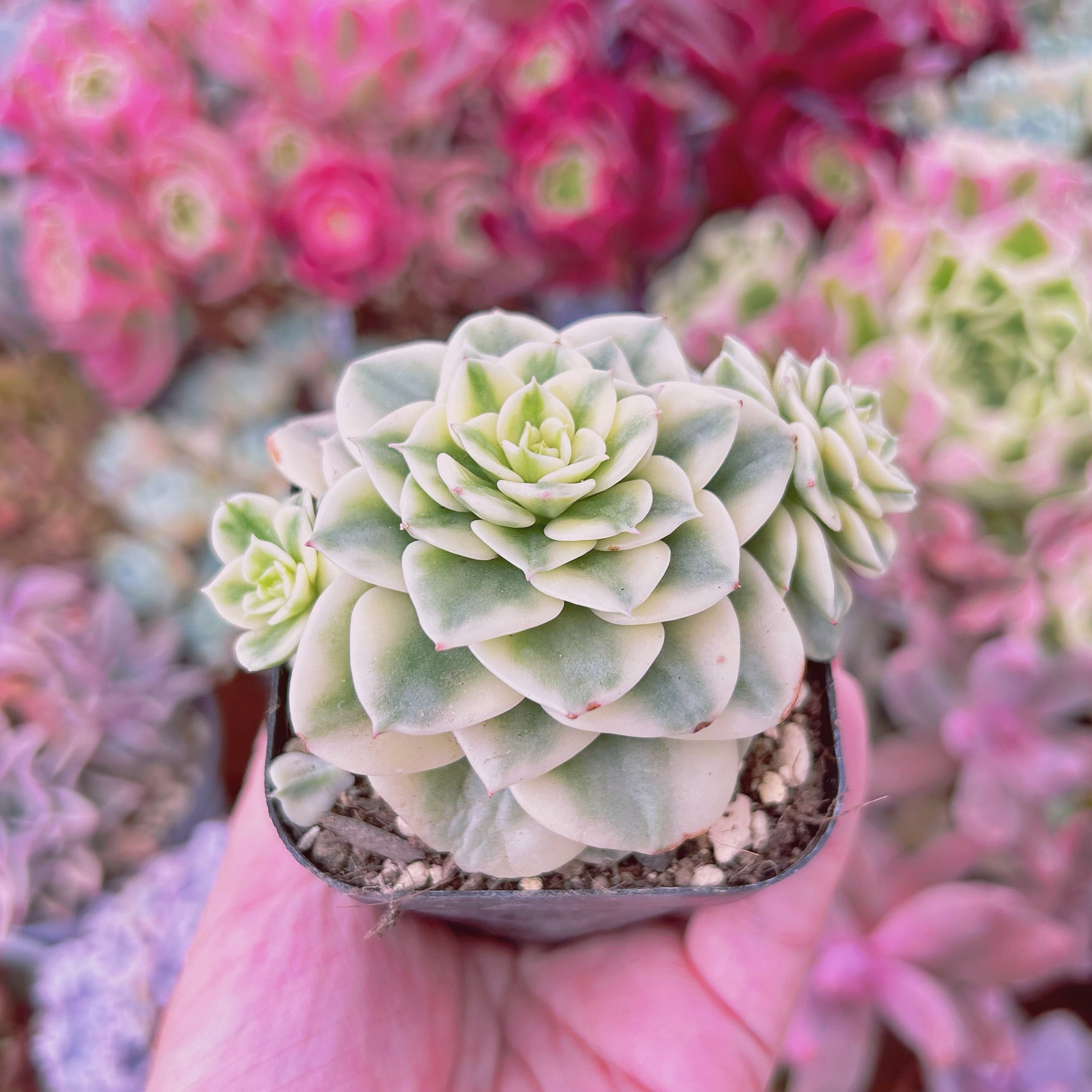 多肉植物　ラブリーローズ錦白班　セットC 未発根　 ネコポス発送　ピンクに紅葉中 多肉植物 ラブリーローズ錦白班 セットC 未発根 ネコポス発送 ピンクに