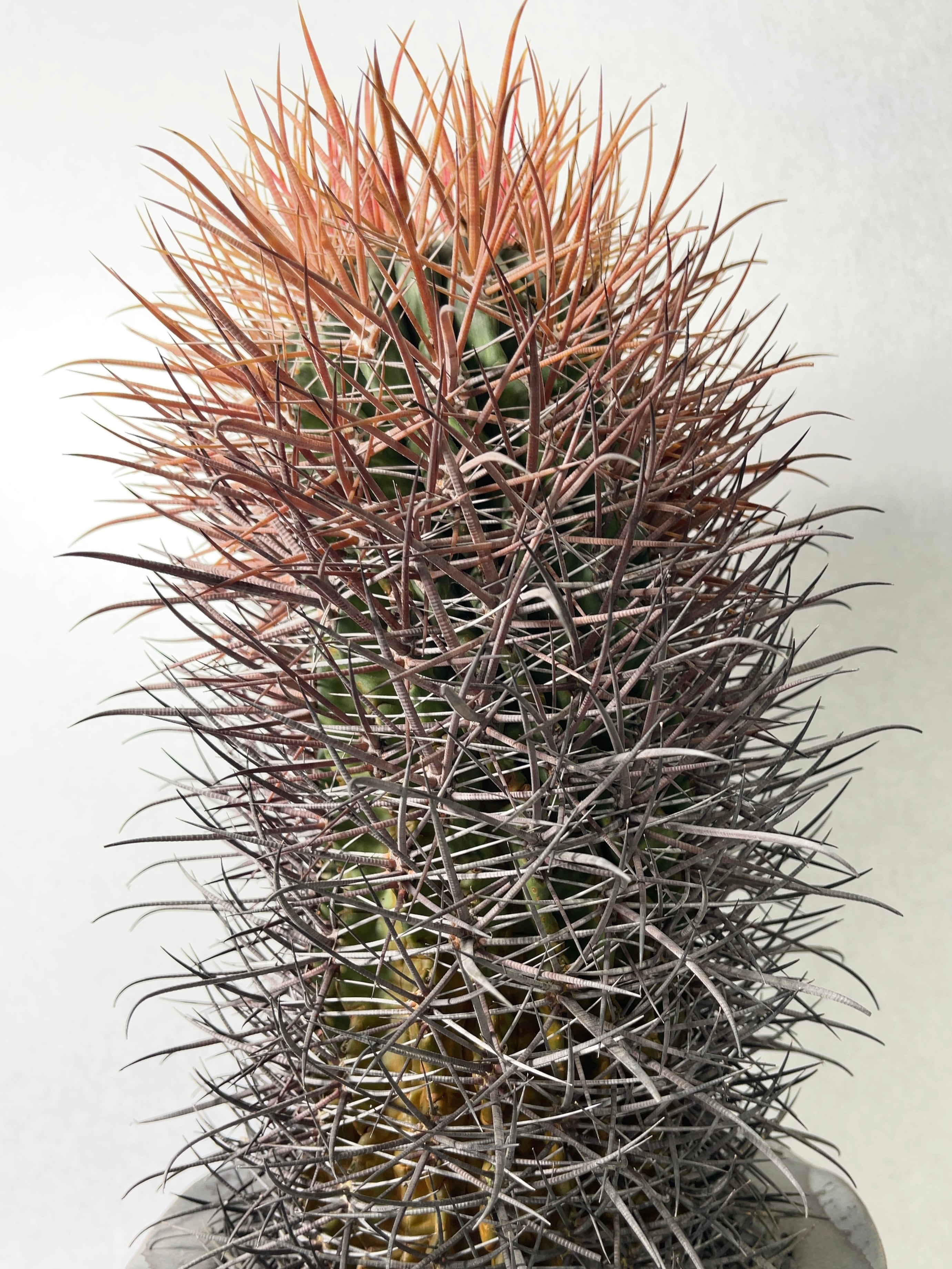 【ぽん太郎】　フェロカクタス　金冠竜✕紅鯱 Ferocactus chrysacahthus【フェロカクタス・赤刺金冠竜