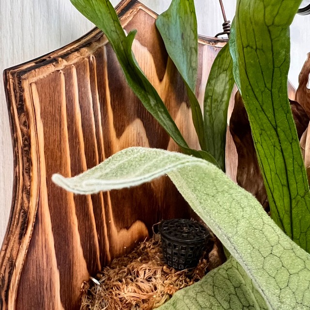 ビカクシダ グランデ 板付 【観葉植物 壁掛け コウモリラン】