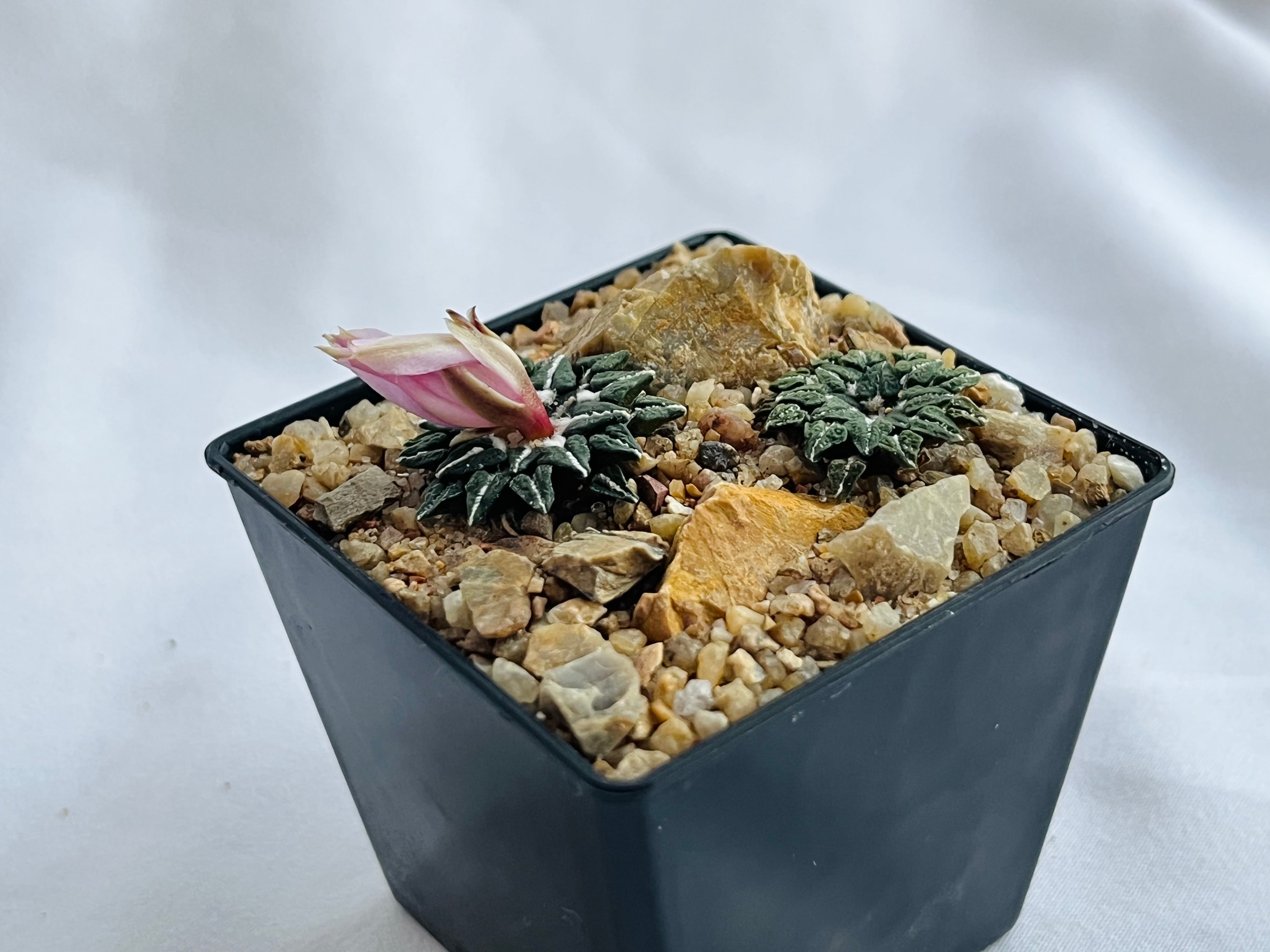 Ariocarpus kotschoubeyanus var.macdowell アリオカルプス 姫牡丹