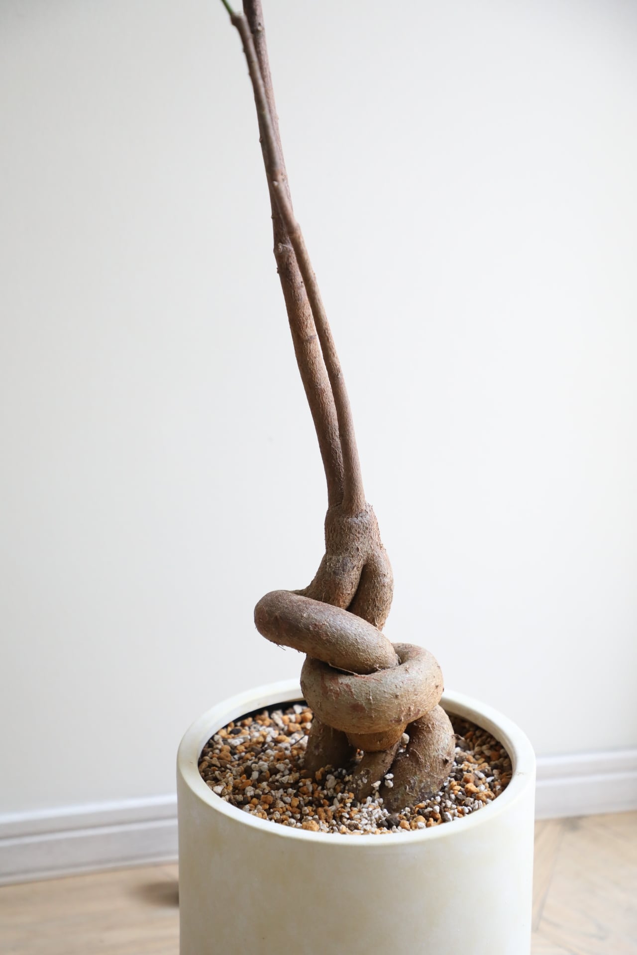 L/122cm】ブラキキトン ポプルネウス/Brachychiton | 【厳選植物・器