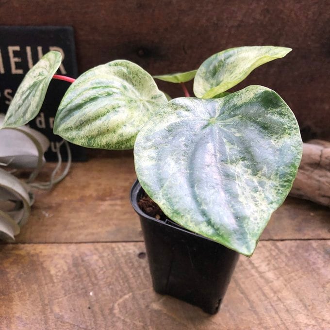 雪兎 斑入りサンデルシー 希少 斑入りスイカぺぺ ぺぺロミア 観葉植物