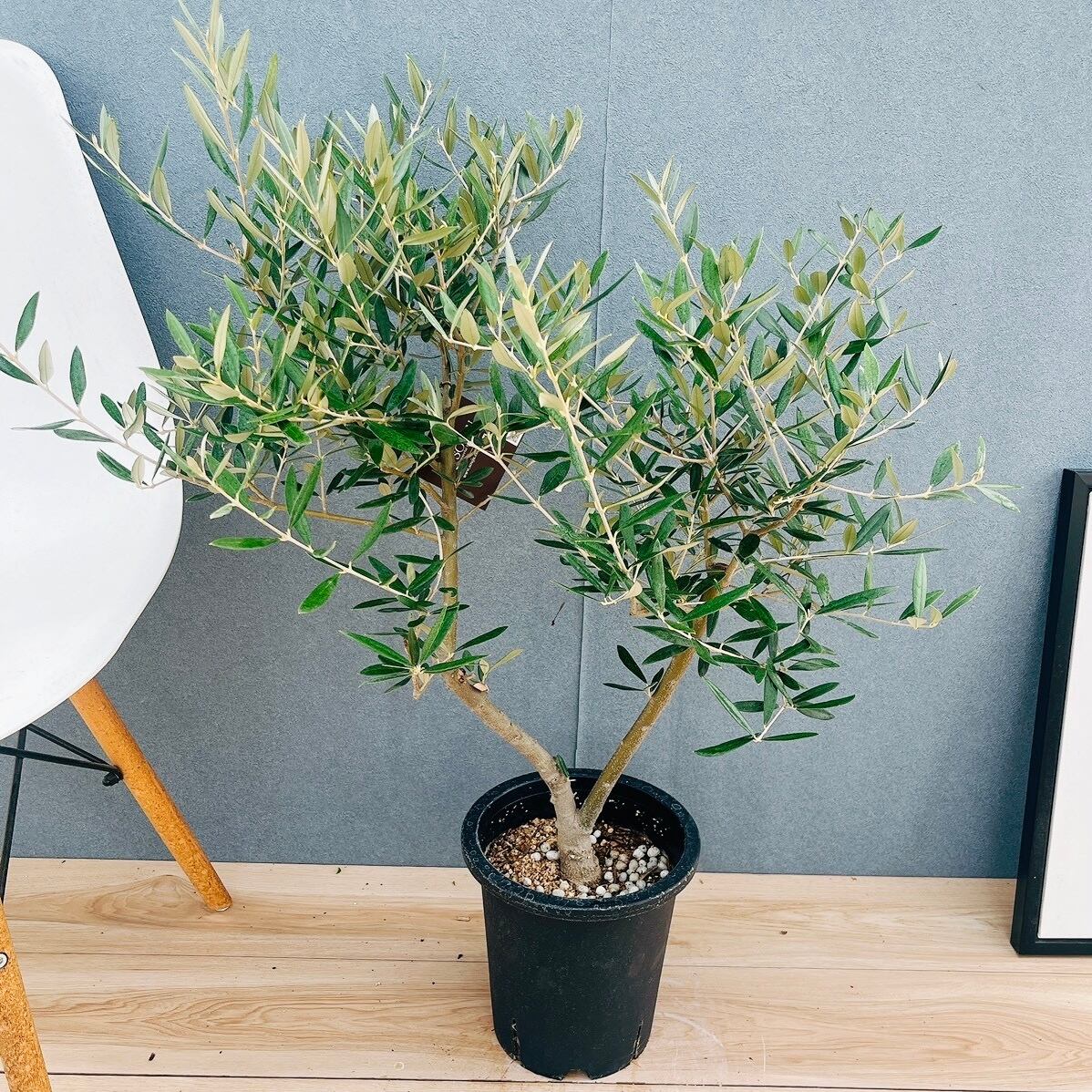 現品］97番 フィカス ベンガレンシス 曲がり 8号 観葉植物 室内 大型