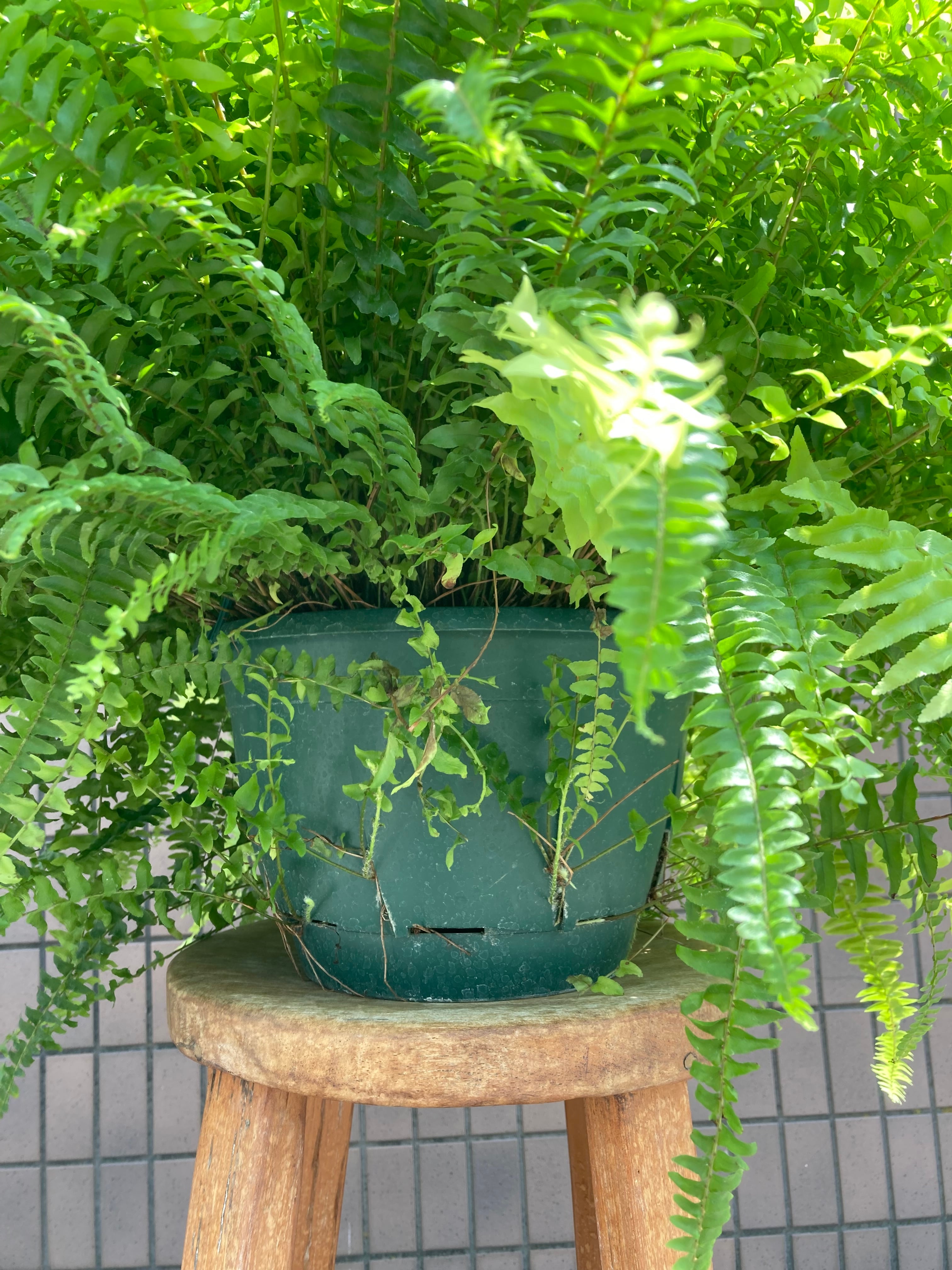 ネフロレピス・ボストンファーン 8号鉢サイズ ※プラスチック吊鉢