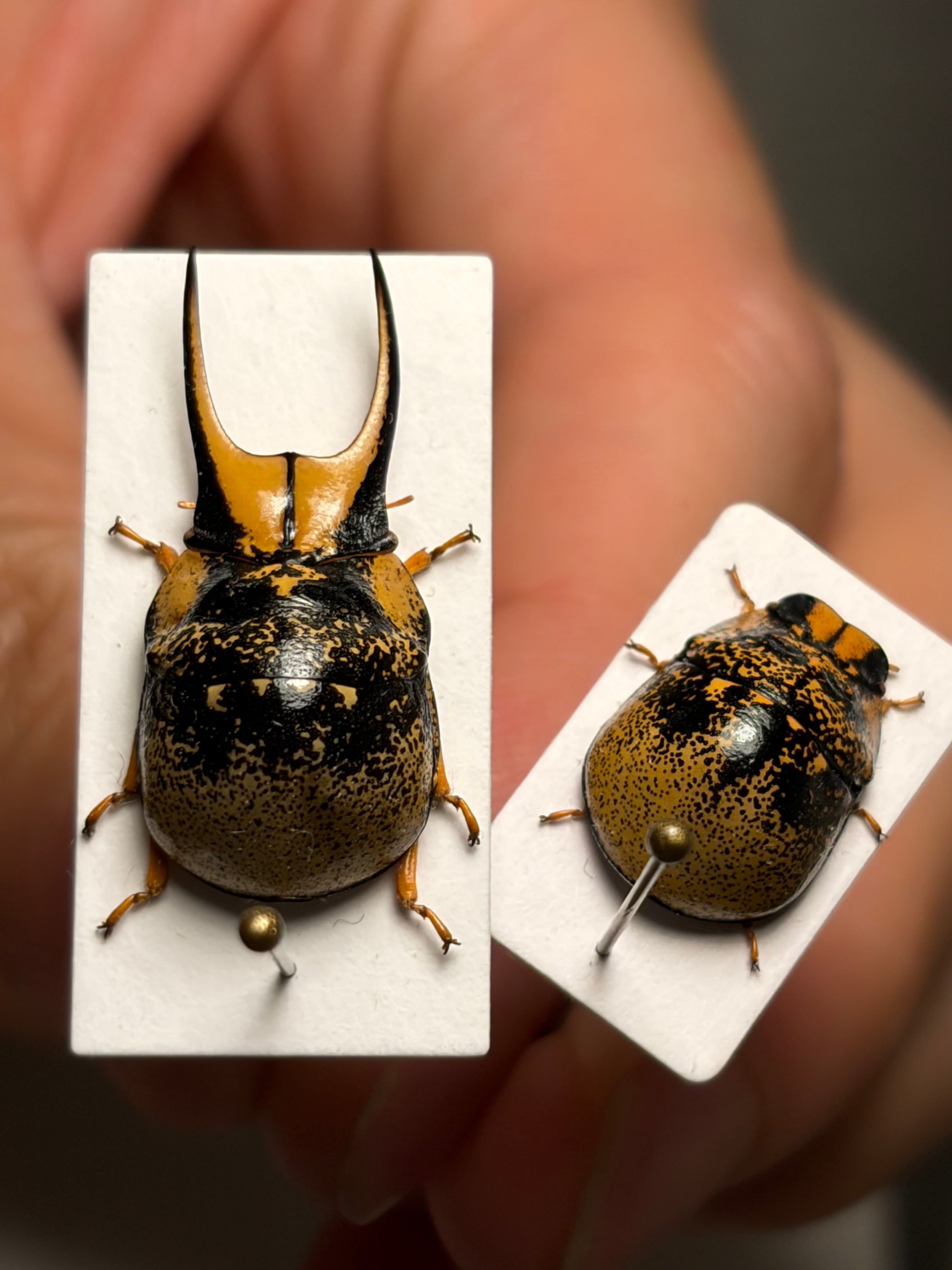 特大ペア】幻のクワガタマルカメムシ 標本 とんでもない甲虫 BRUTUS