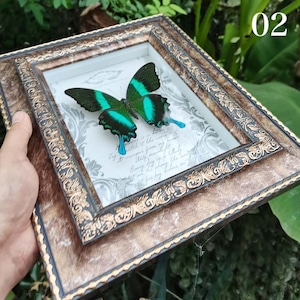 美しき魂Ⅰ〜蝶の標本〜M22302