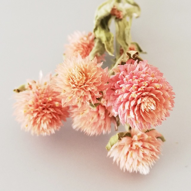 ドライフラワー センニチコウ ピンク S 千日紅 ナチュラル 花材 小分け ブーケ Punkish Clow