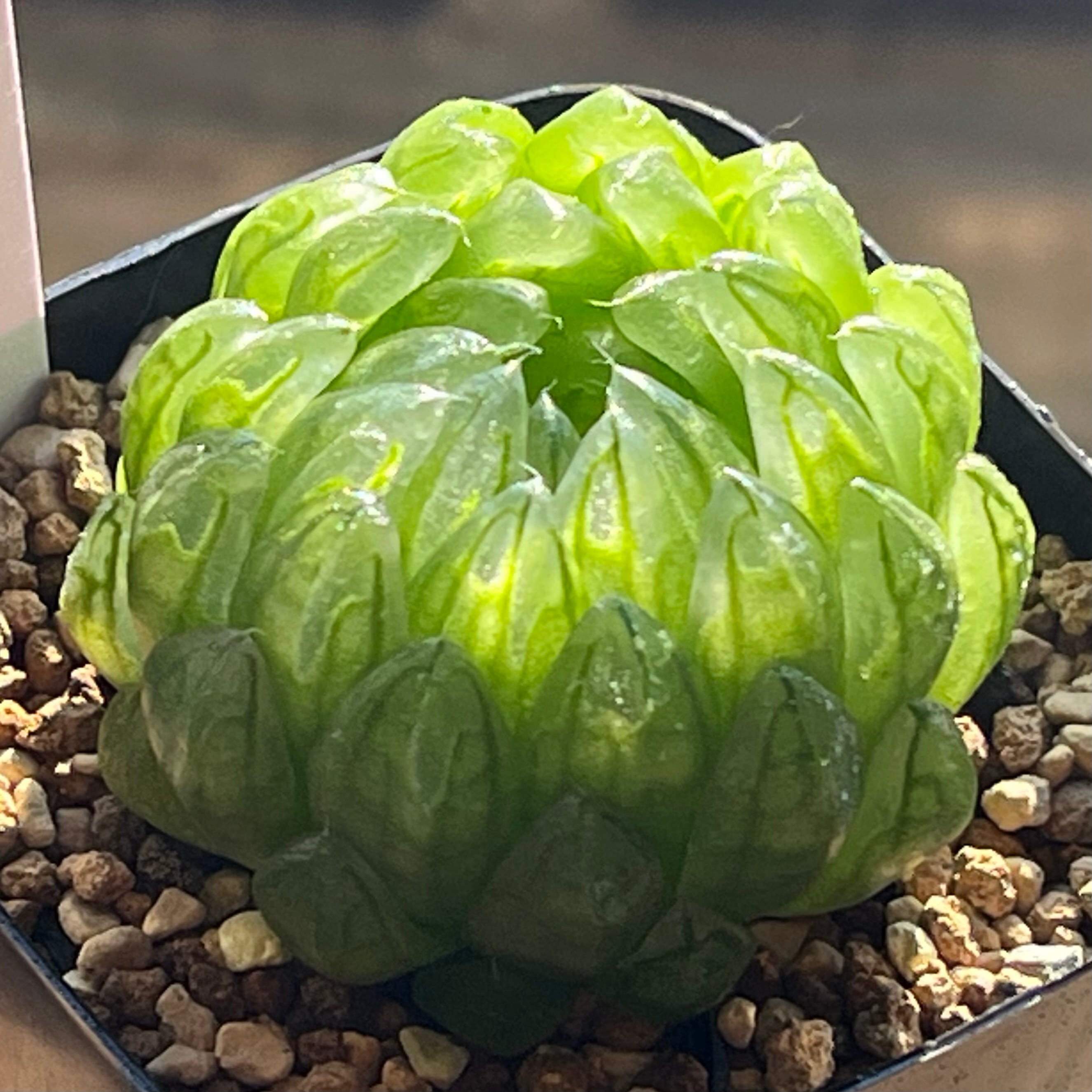 ハオルチア 竜爪 オブツーサ錦 | mocono_plants