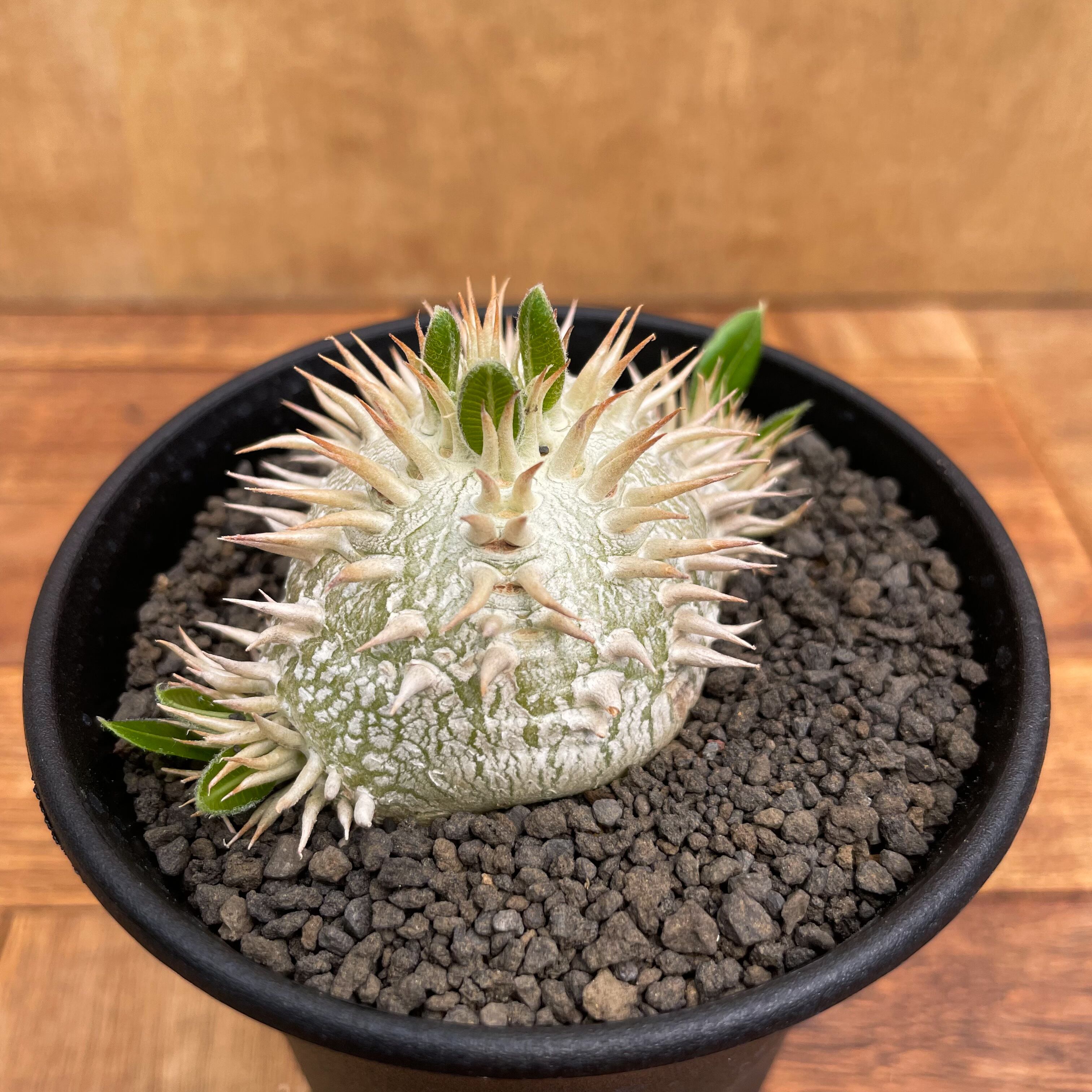 Pachypodium brevicaule【パキポディウム・ブレビカウレ・白花・実生