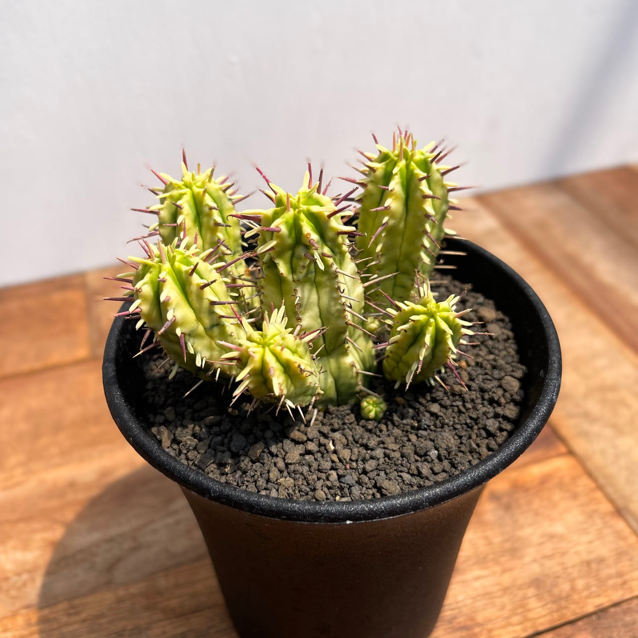 Euphorbia enopla【ユーフォルビア・エノプラ錦・紅彩閣錦】