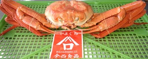 香住ガニ（紅ズワイ　姿ゆで）超特大