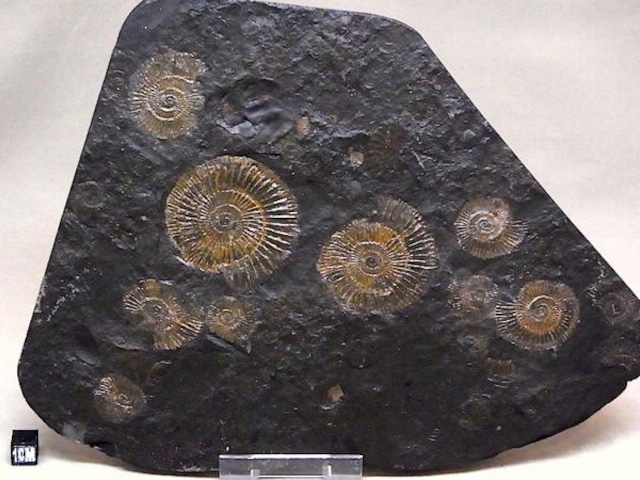 【 化石 】アンモナイト ダクチリオセラス Dactylioceras 9体密集プレート ドイツ ホルツマーデン産
