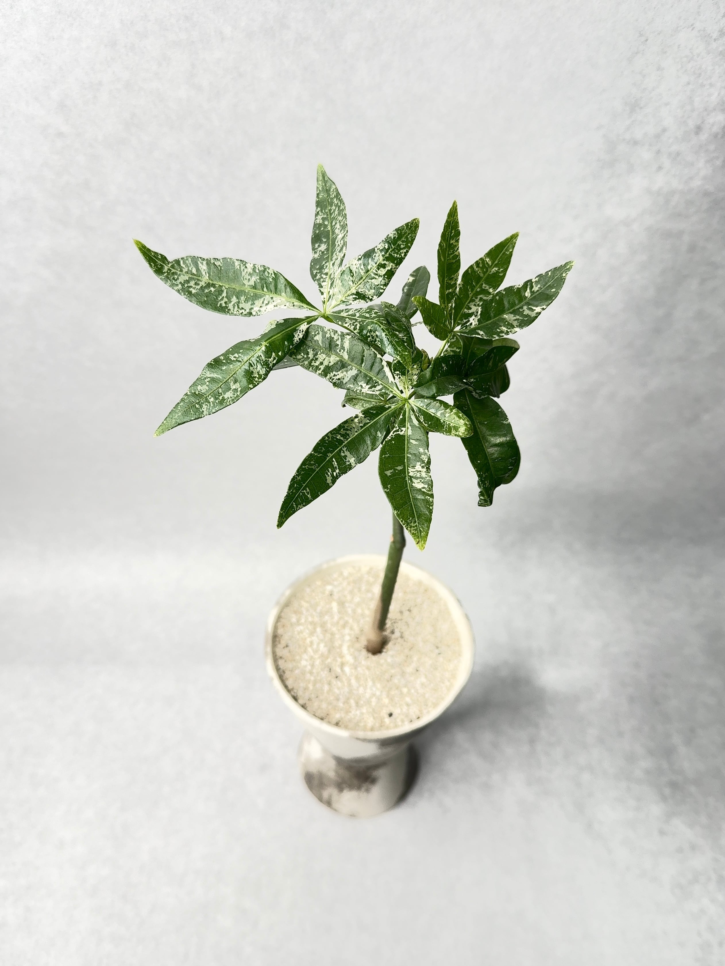 パキラ　ミルキーウェイ　実生 パキラ ミルキーウェイ 実生 | GREEN LUCK