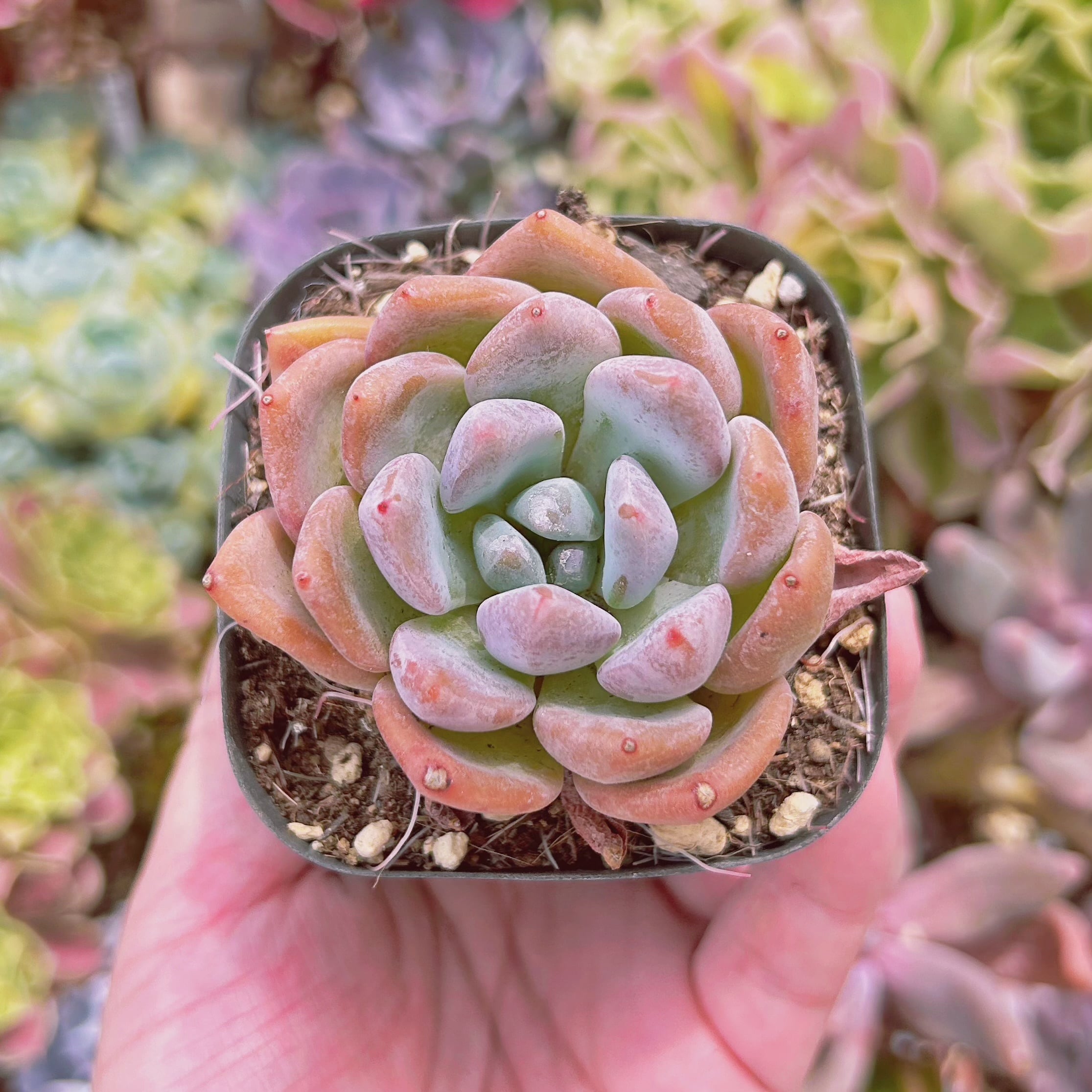 #1132現物　多肉植物　ドリームアニー　抜き苗