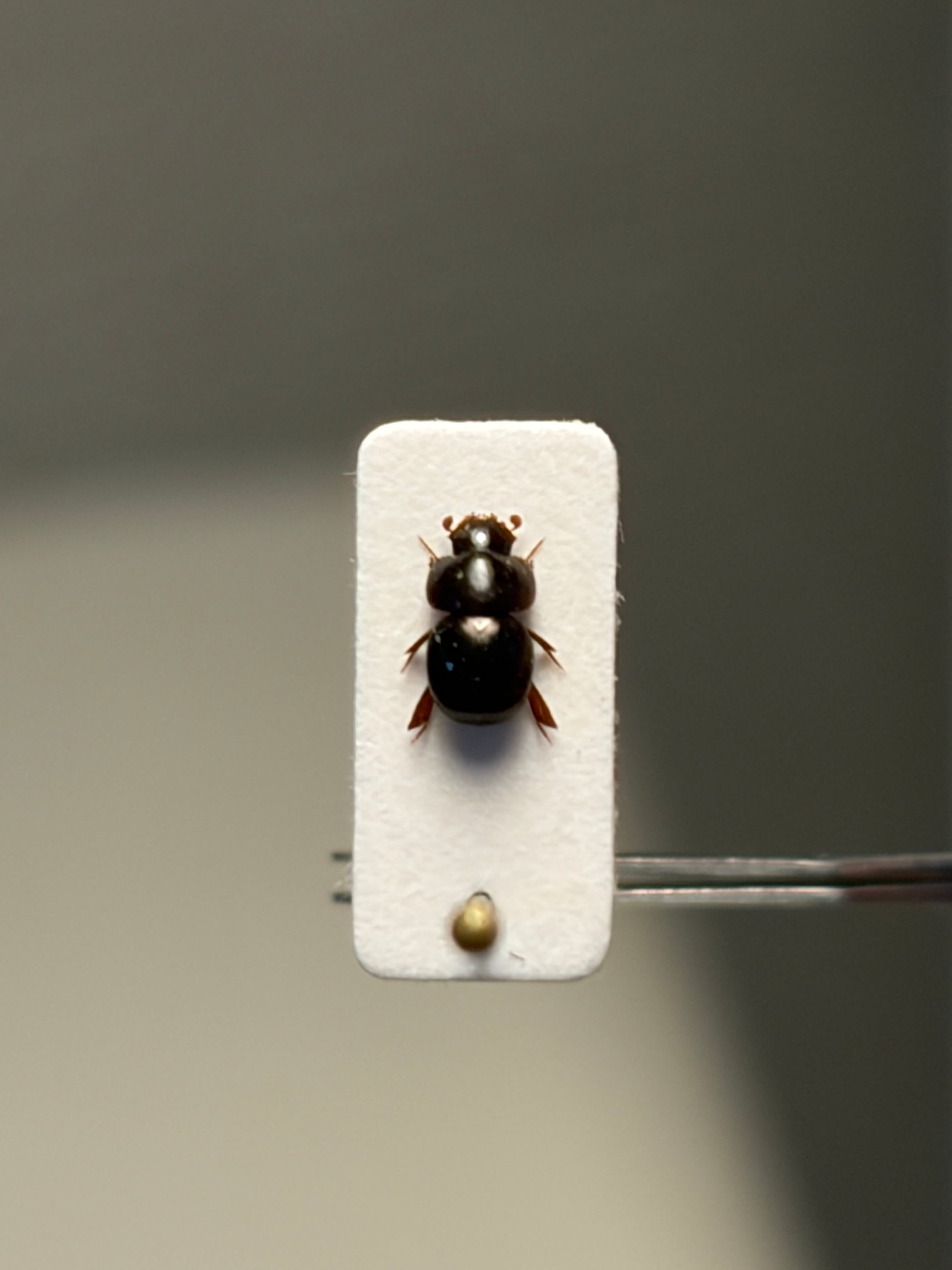 マダガスカルの虹色の美麗タマムシ 標本 Actenodes aluaudiスハンダエ