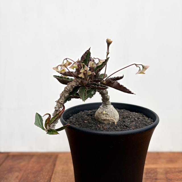 Euphorbia suzannae-marnierae【ユーフォルビア・スザンナエ・マルニエラエ】