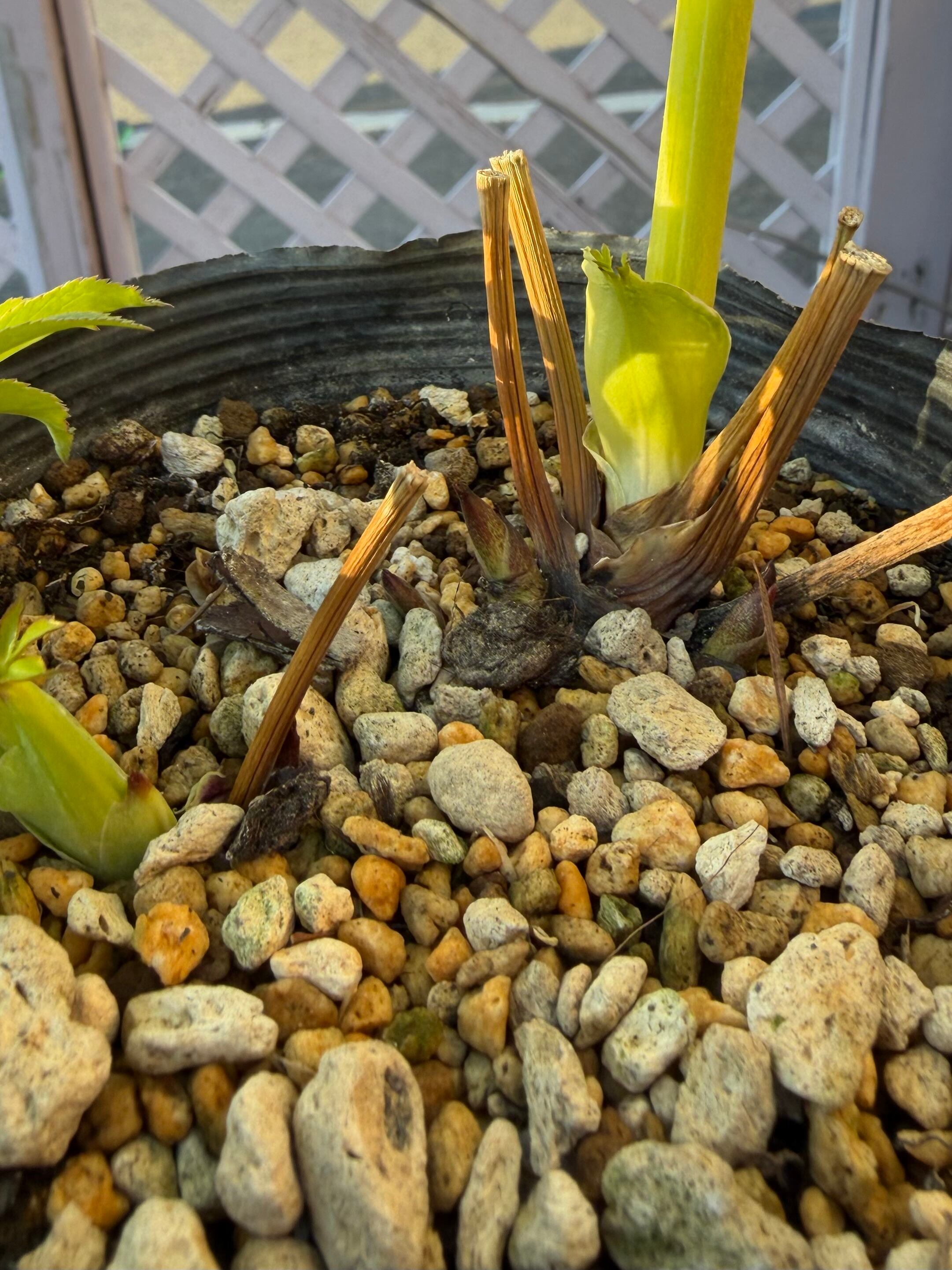 ゴールドモーリー系モリモリsd 加藤農園 クリスマスローズ【Ka98】送料