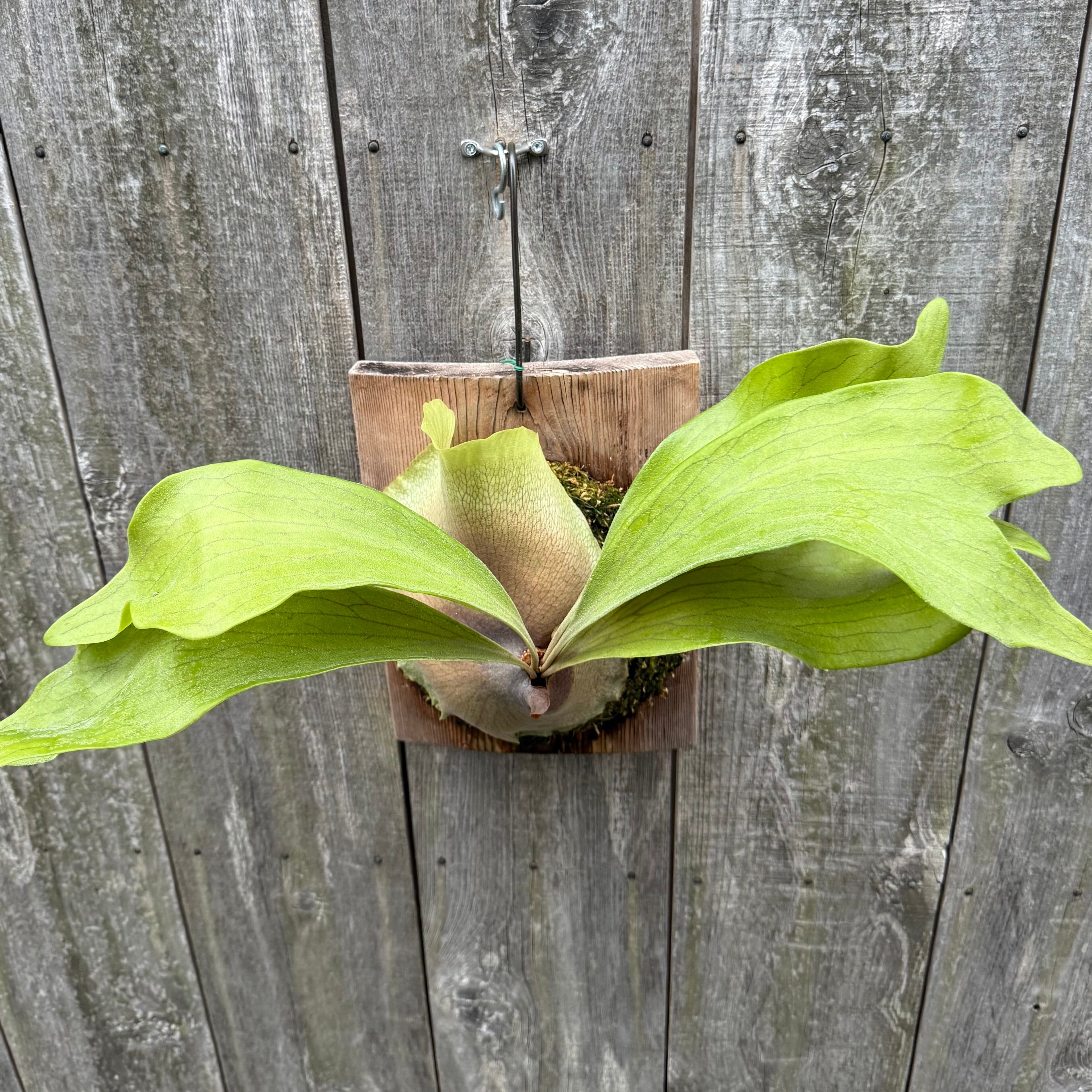 P. hillii Bangpung (pup) | naturefix