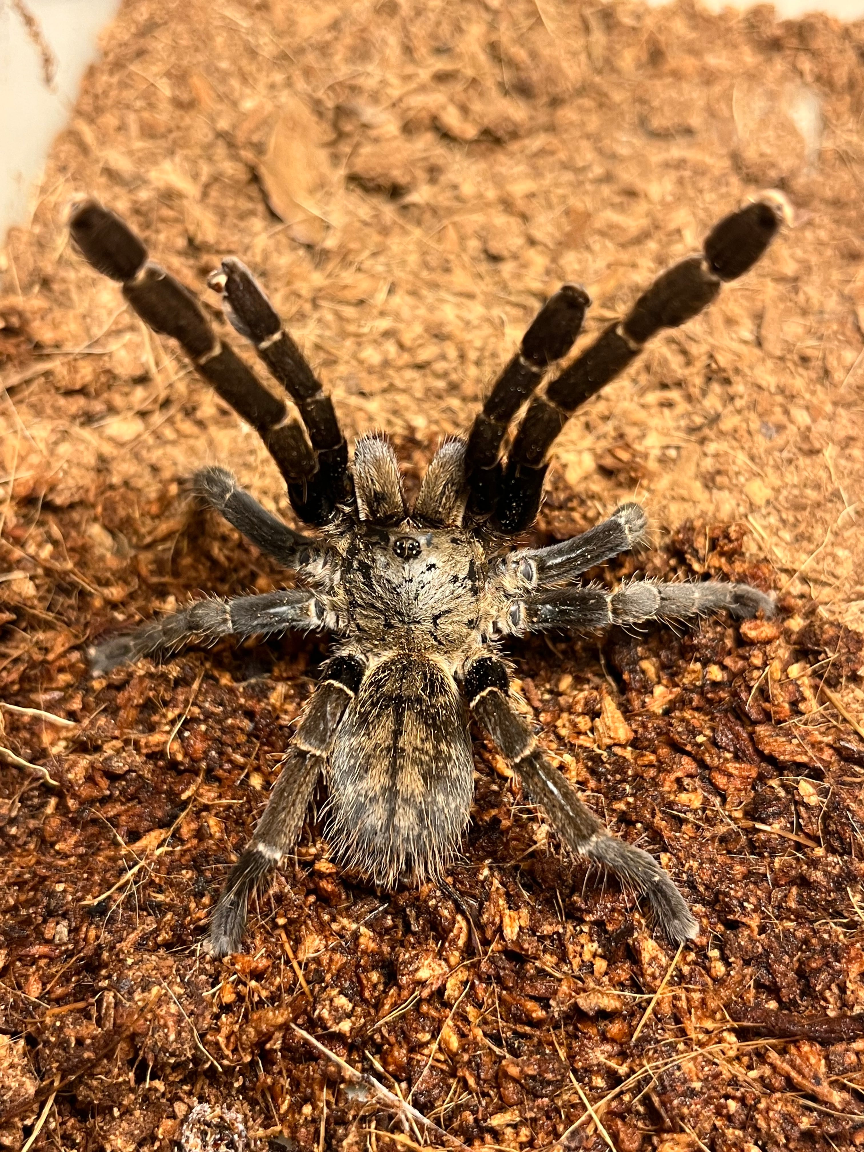 Ornithoctoninae | オモニキチュウ
