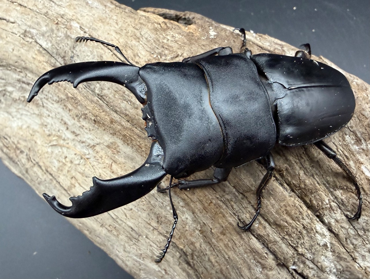 【WD】《西ペレンヒラタ（スラウェシオオヒラタ） 86.5mm ペア》