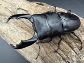 【WD】《西ペレンヒラタ（スラウェシオオヒラタ） 86.5mm ペア》