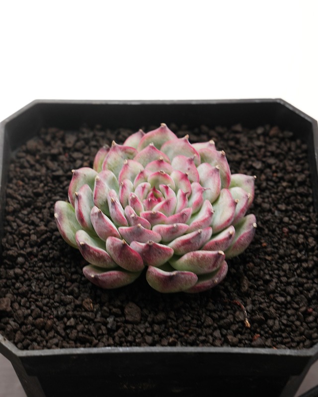 微発根カット苗 マルセル Echeveria 'Marcel'