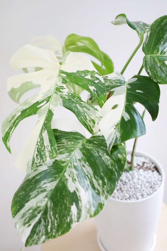 【M】【希少】モンステラ アダンソニー バリエガータ/Monstera variegata