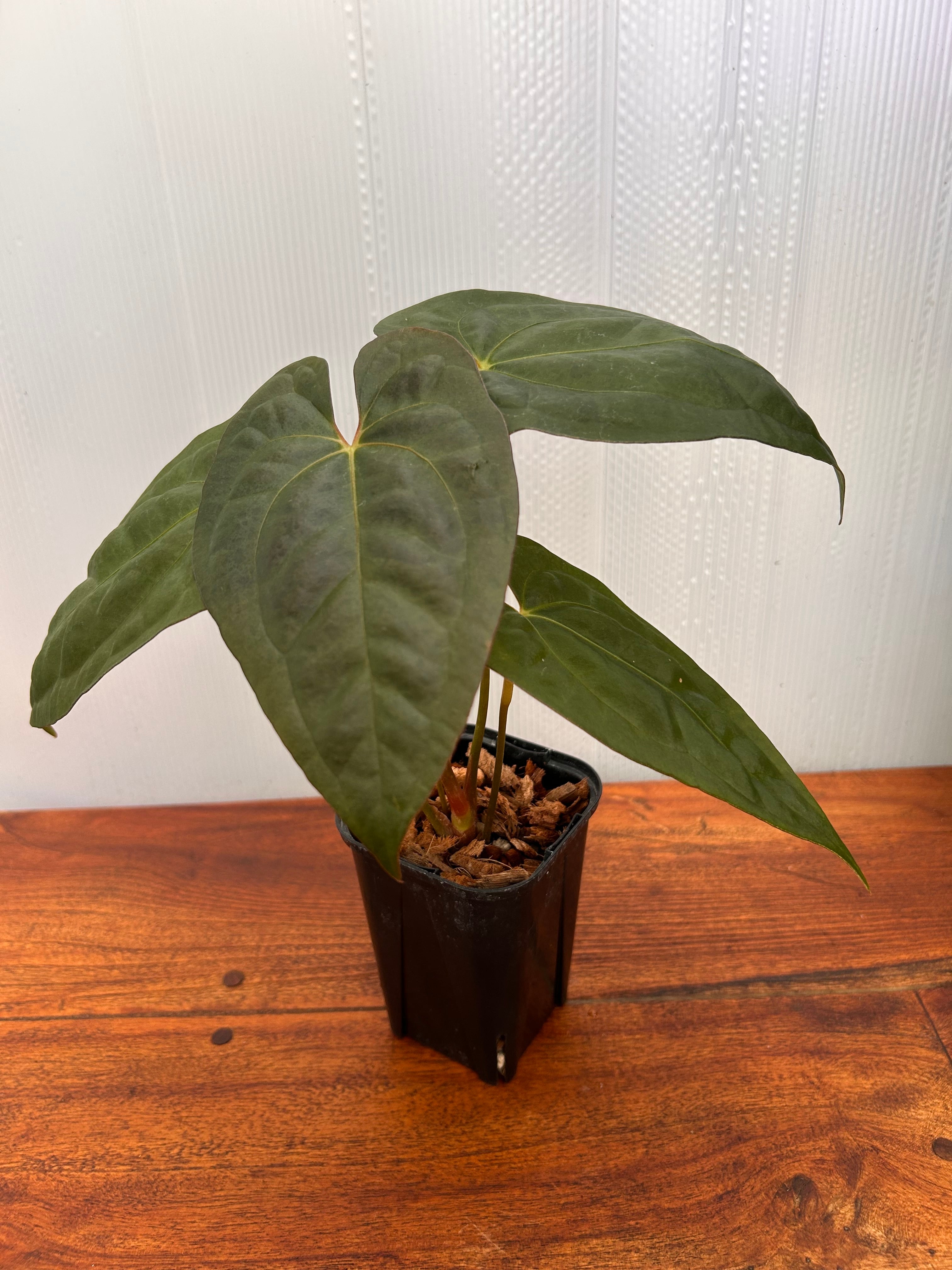 Anthurium | BALI-AN 園芸