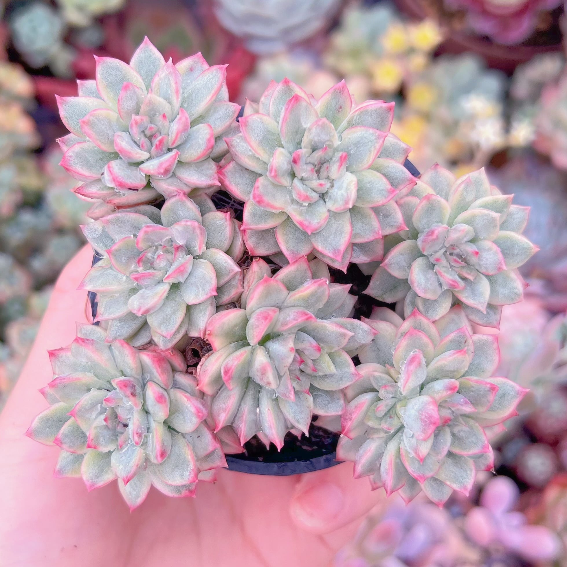 現品　Maibina#F065　群生　るる農園