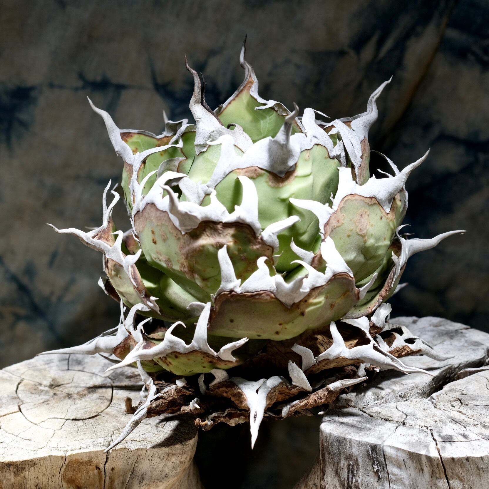 Agave titanota Wabi 黒帝斯 17cm | wabi