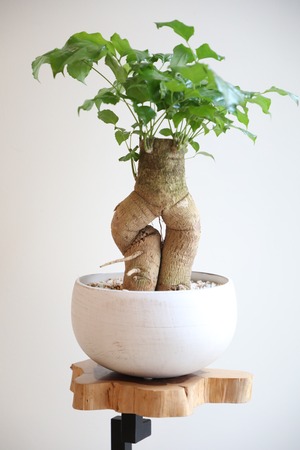 【M】ヘテロパナックス・フレグランス/Heteropanax　※陶器鉢付