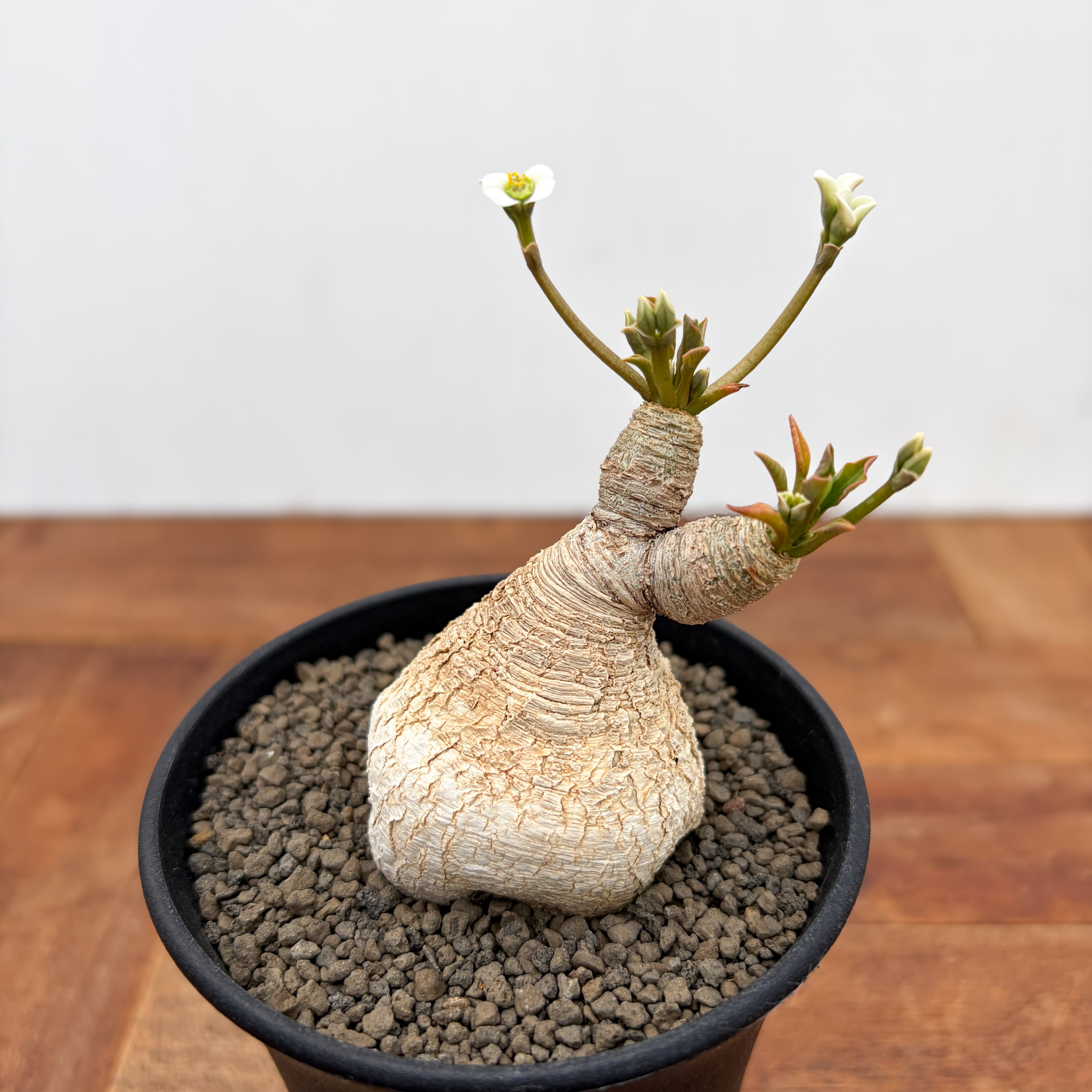 Euphorbia spannringii【ユーフォルビア・スパンリンギー(フィッシュ
