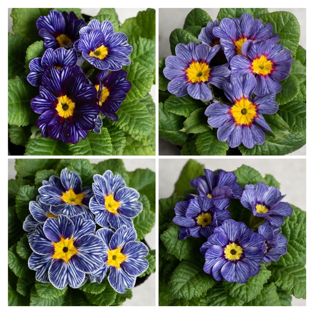 【セット販売】プリムラ：ジュリアンゼブラ・ゼブラ （３苗×3号） 珍しいプリムラ　耐寒性多年草　寄せ植え 花壇 鉢植え お洒落 オシャレ 可愛い 冬の花