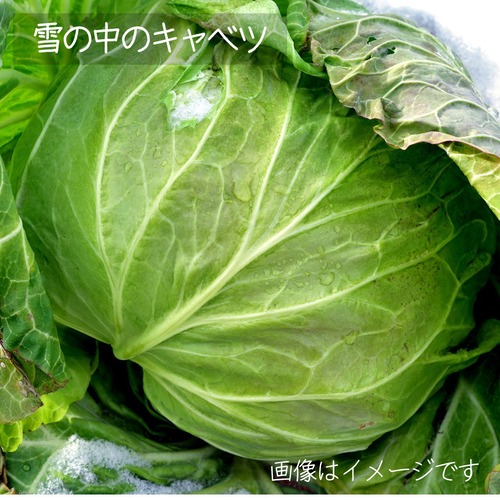 ５月の朝採り直売野菜 キャベツ 1個　春の新鮮野菜 5月2日発送予定