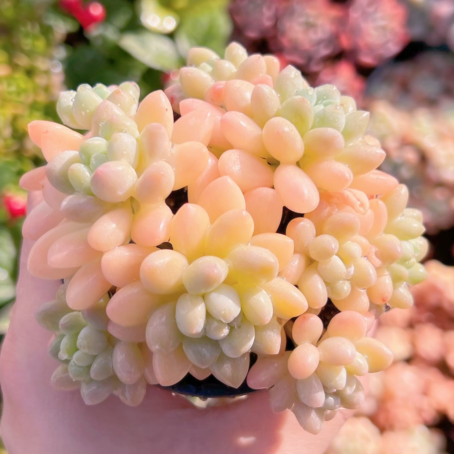 現品　ストロベリーミルク#A24    群生　るる農園