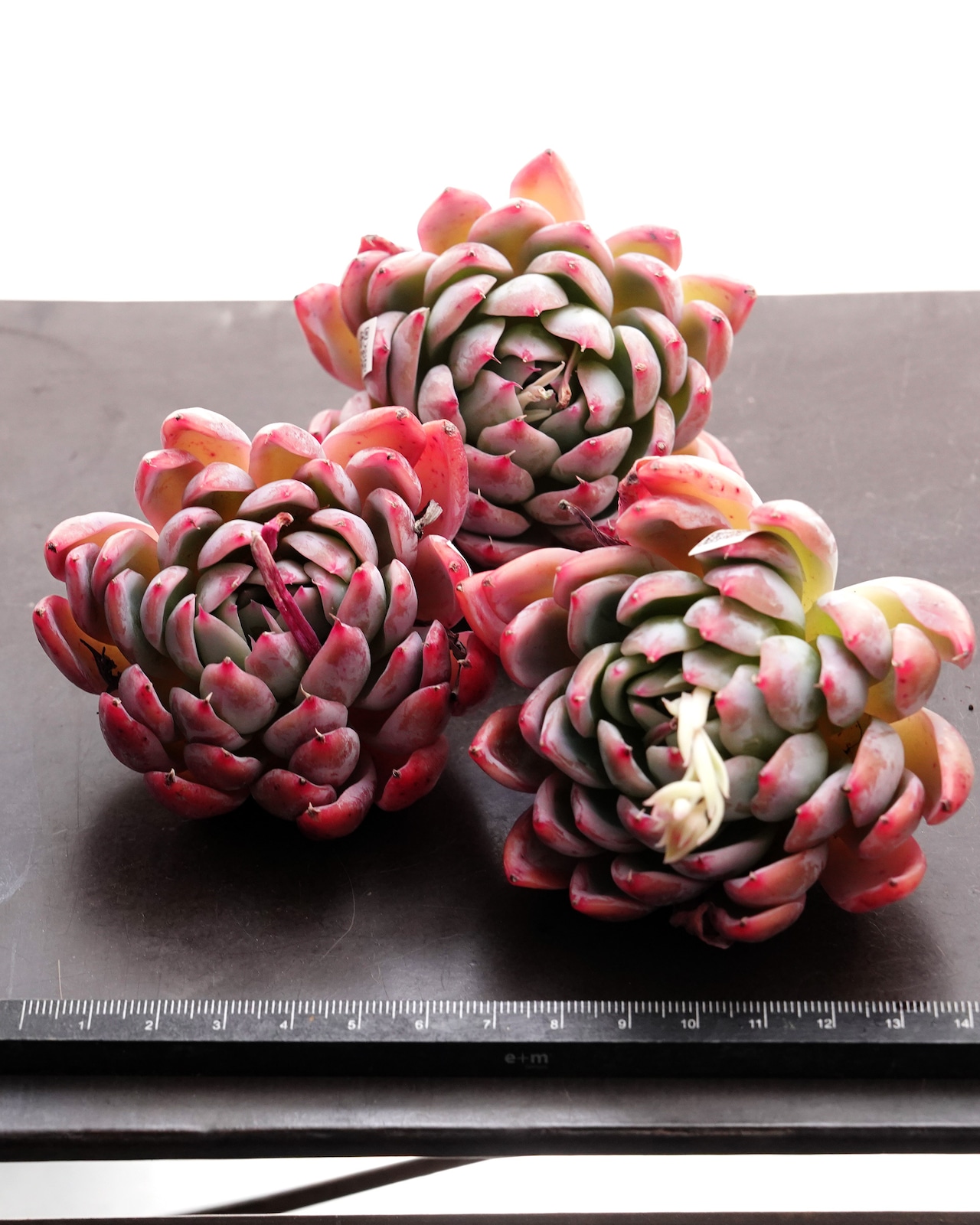 カット苗 パープルウィンドチャイム Mサイズ Echeveria 'Purple Wind Chime'