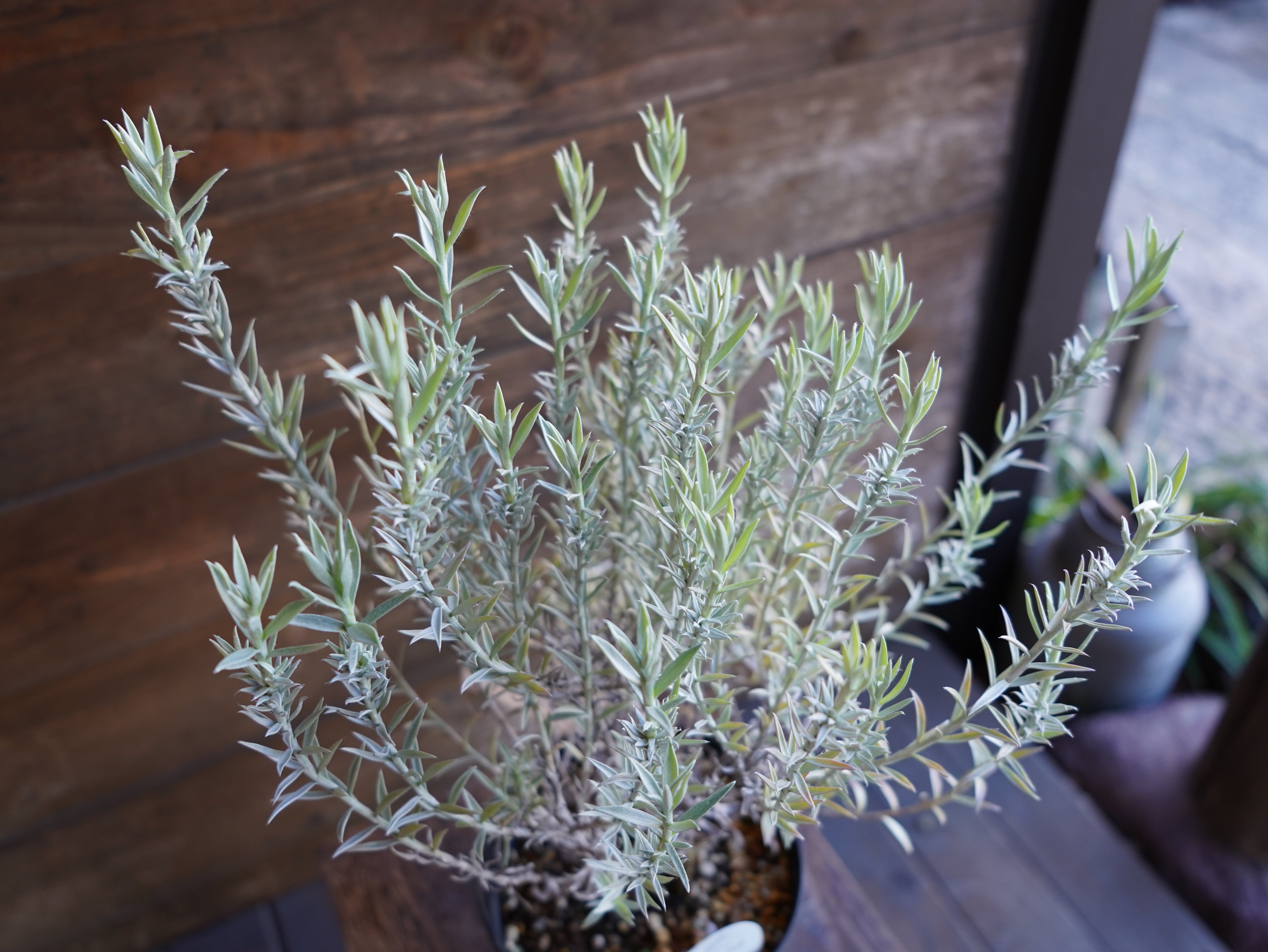 【現物】ヘリクリサム　”ホワイトシップ”